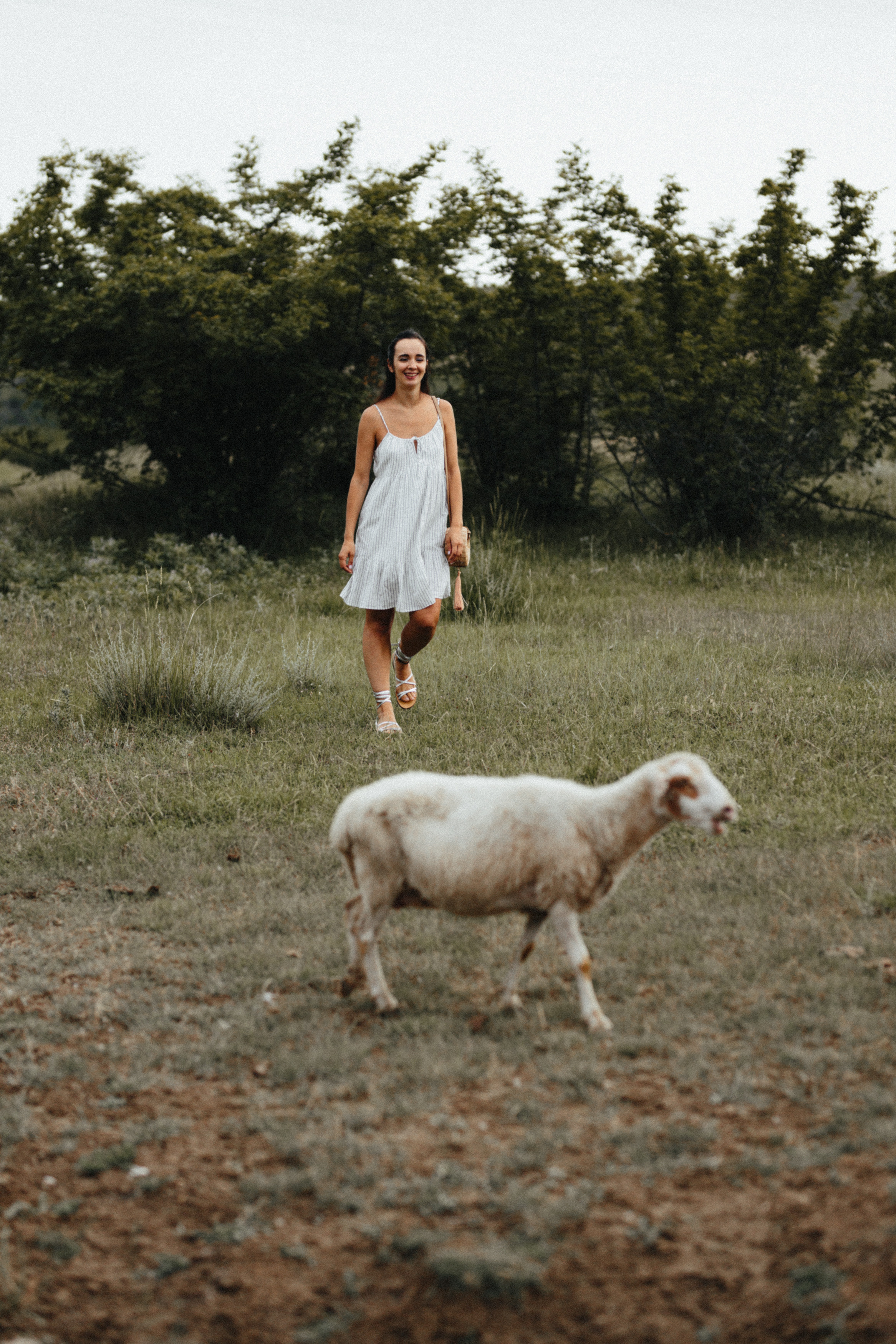 Sheeps. Aliaksandr Shyshko is a wedding and family photographer in Georgia and