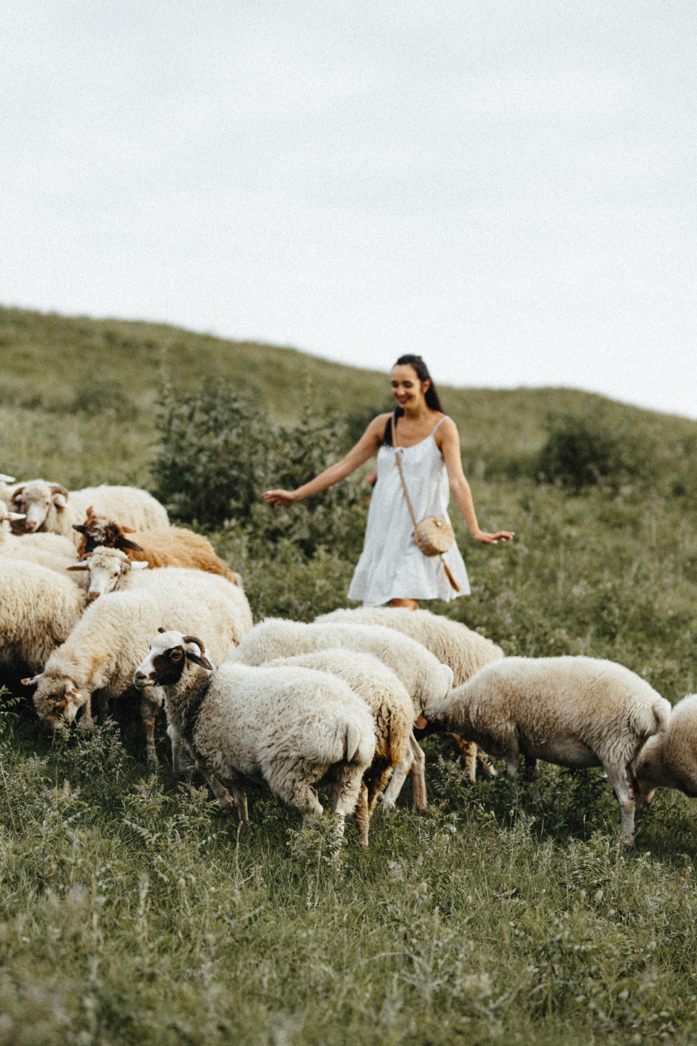 Sheeps. Aliaksandr Shyshko is a wedding and family photographer in Georgia and