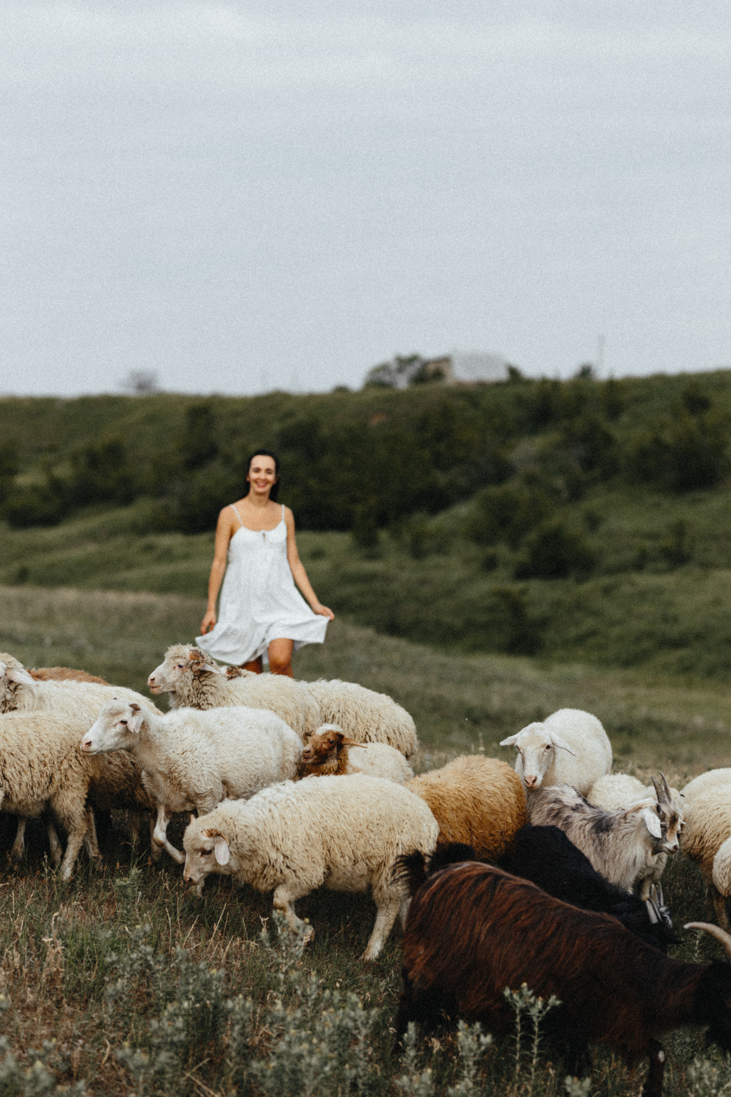 Sheeps. Aliaksandr Shyshko is a wedding and family photographer in Georgia and