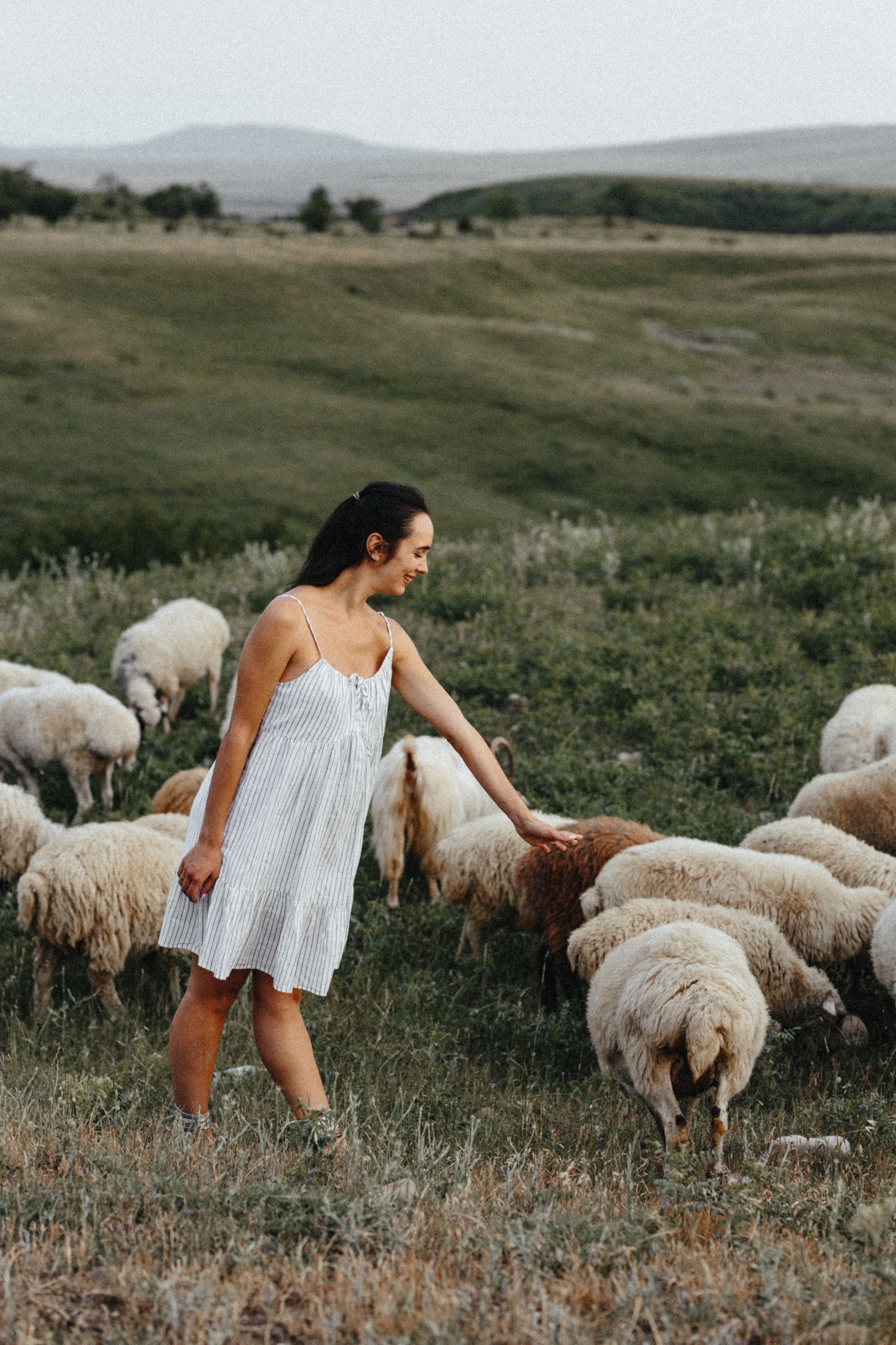 Sheeps. Aliaksandr Shyshko is a wedding and family photographer in Georgia and