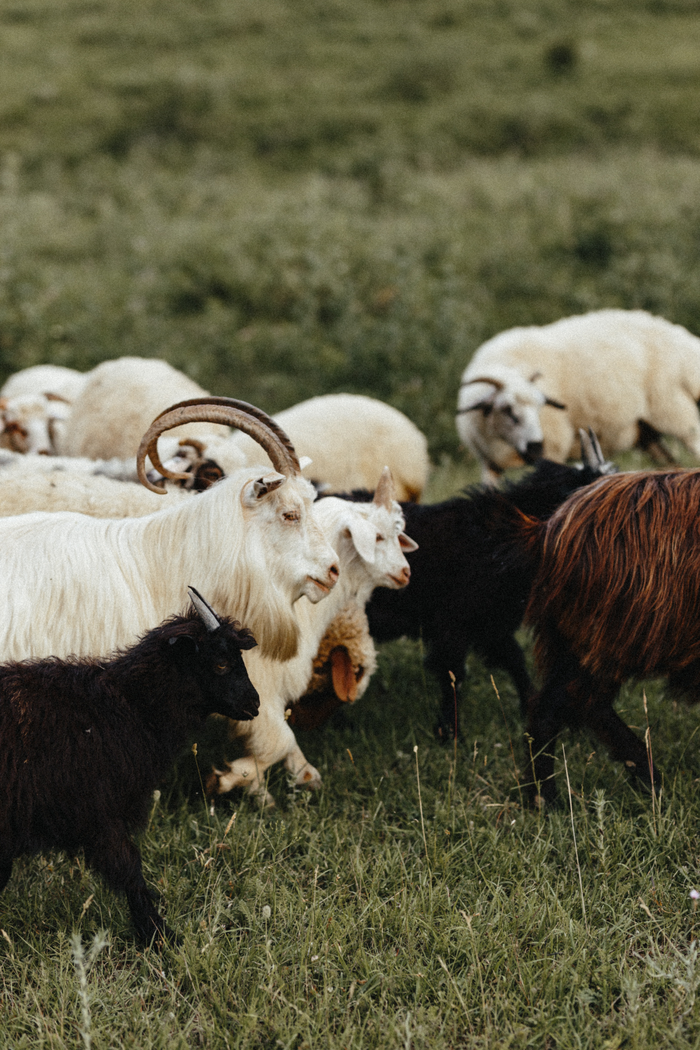 Sheeps. Aliaksandr Shyshko is a wedding and family photographer in Georgia and
