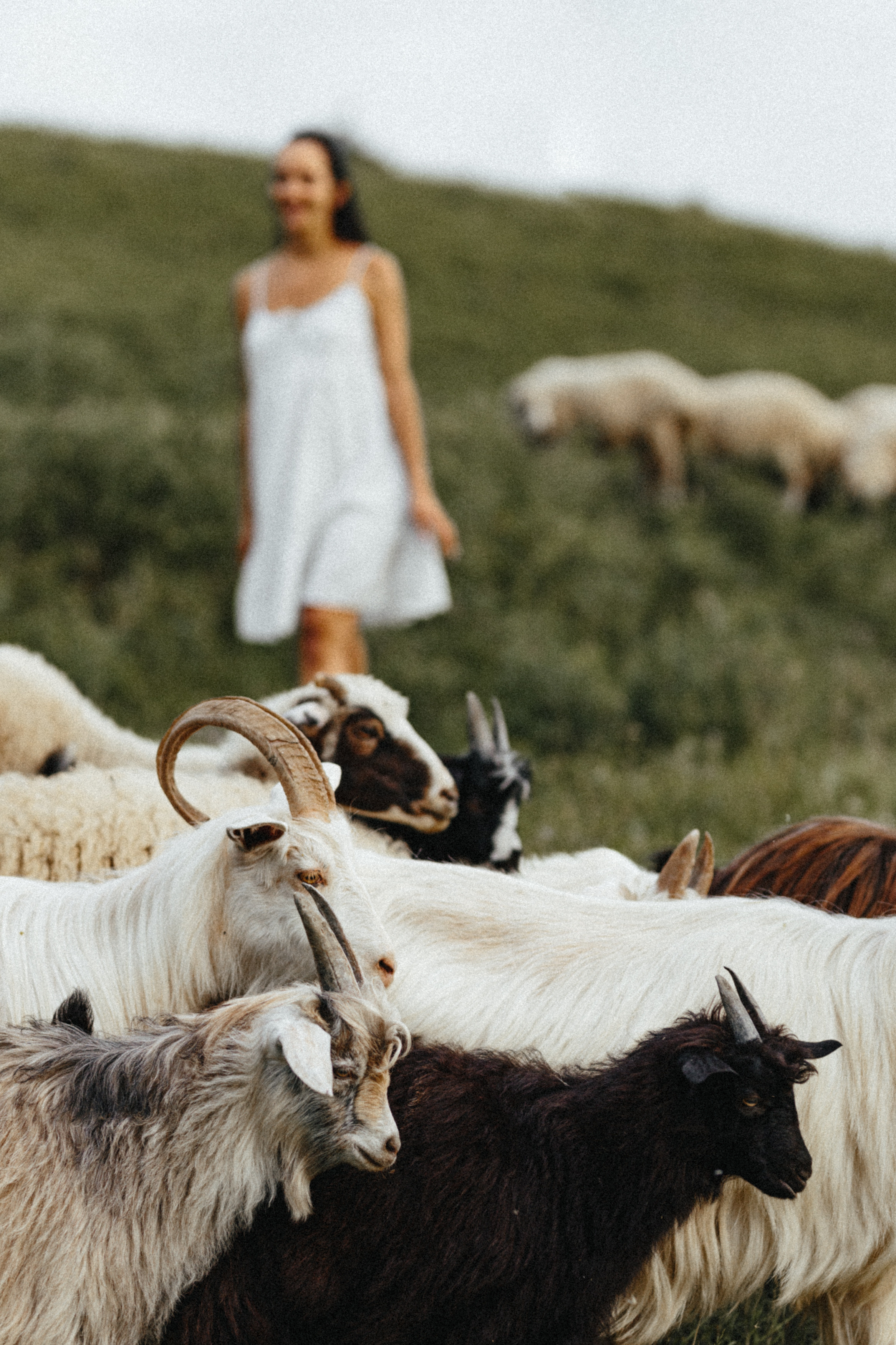 Sheeps. Aliaksandr Shyshko is a wedding and family photographer in Georgia and