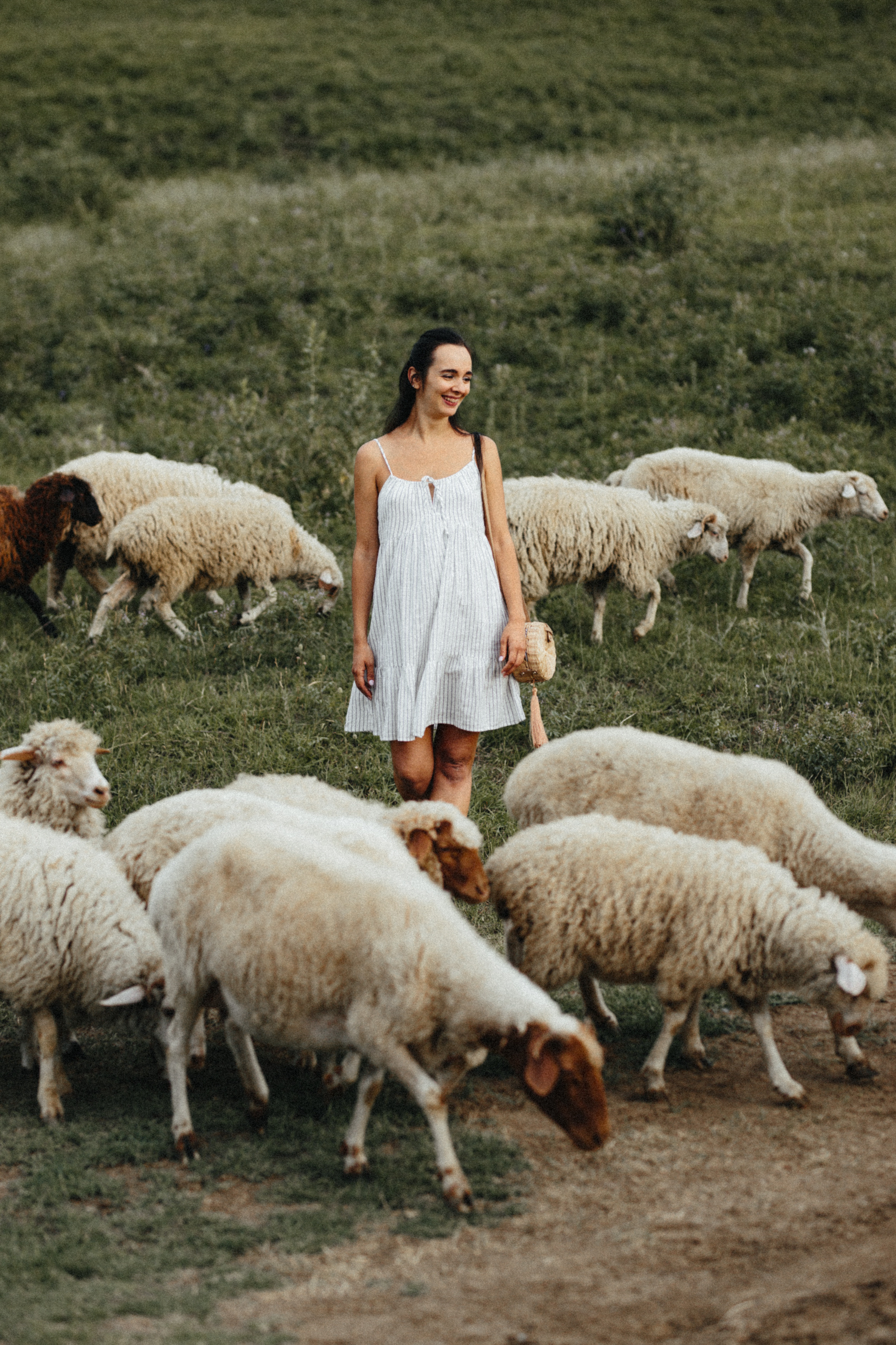 Sheeps. Aliaksandr Shyshko is a wedding and family photographer in Georgia and