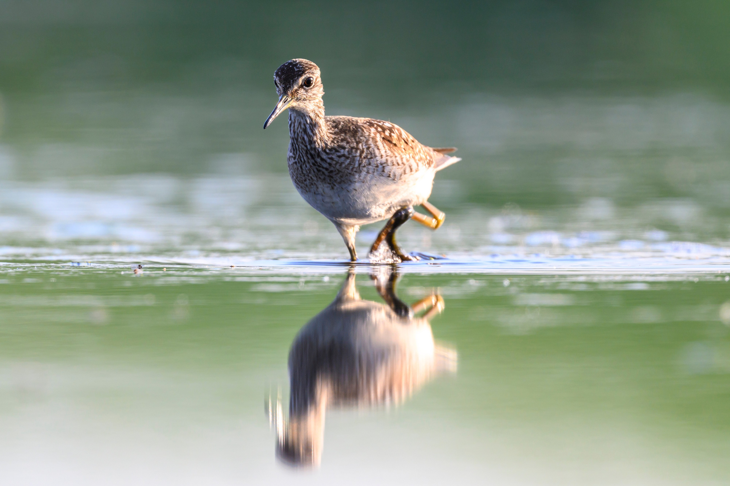 Поручейники и щеголь. Wildlife photography by Sergey Puponin