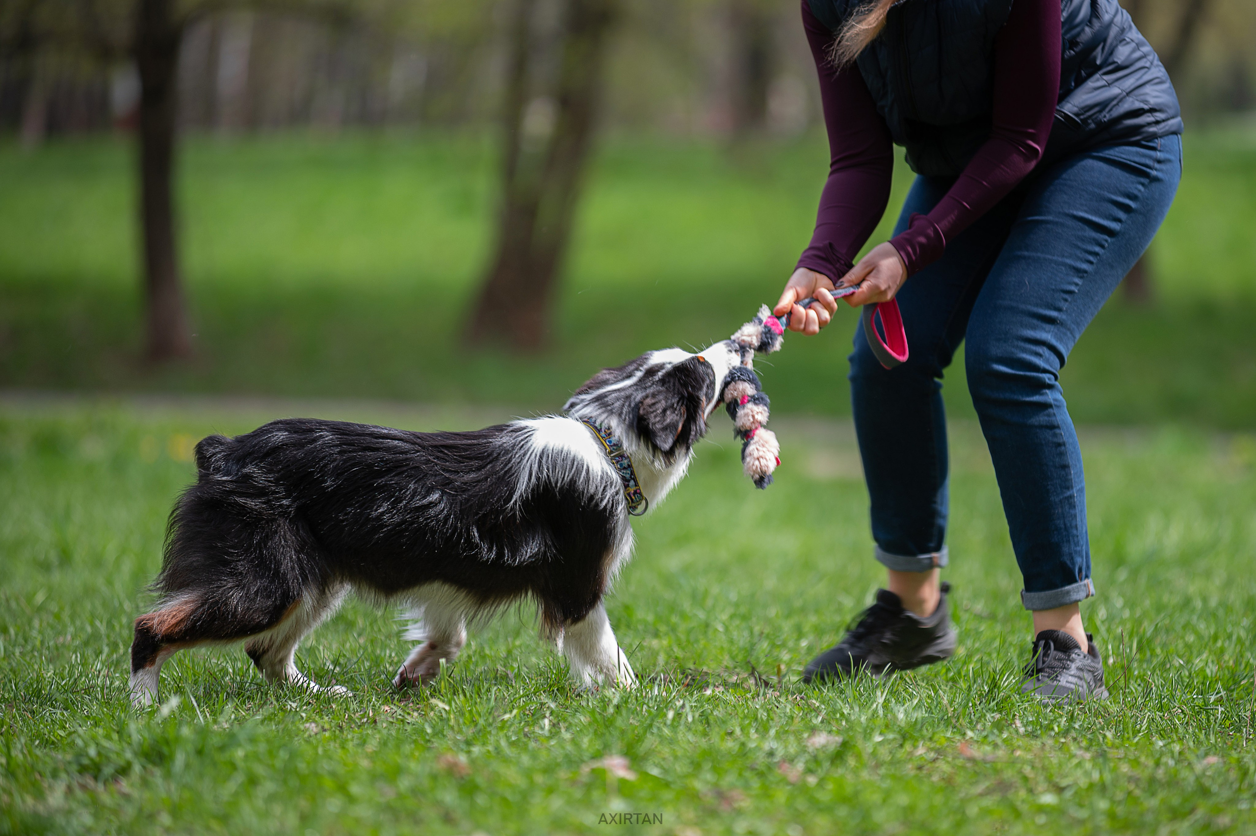 Ива. BLGKV питомник собак