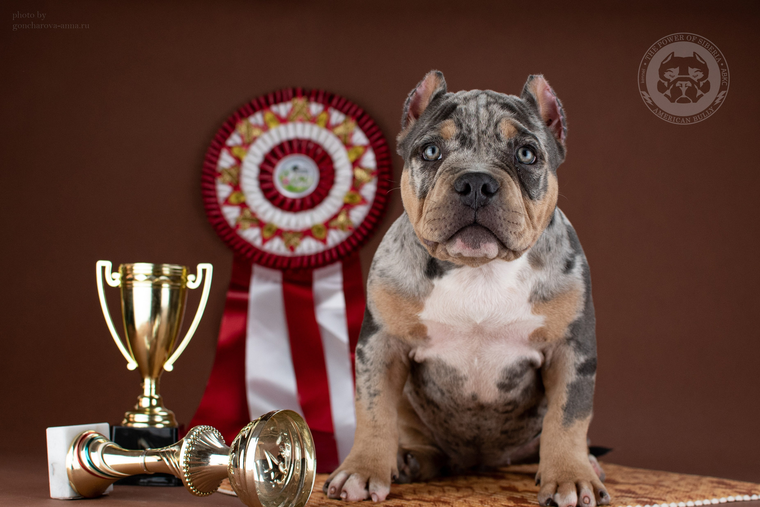 Купить щенка в официальном питомнике American Bully в Питере