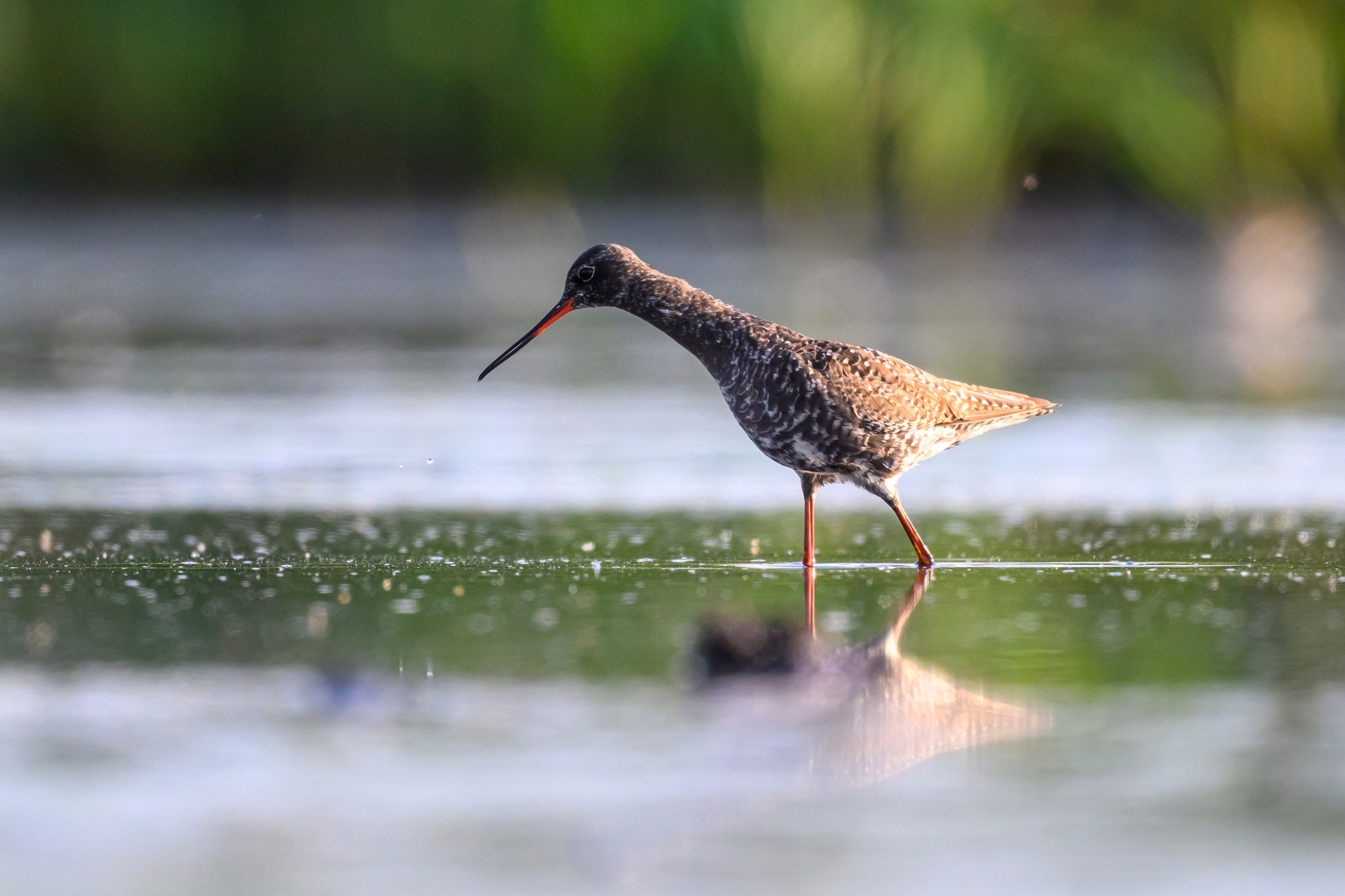 Поручейники и щеголь. Wildlife photography by Sergey Puponin