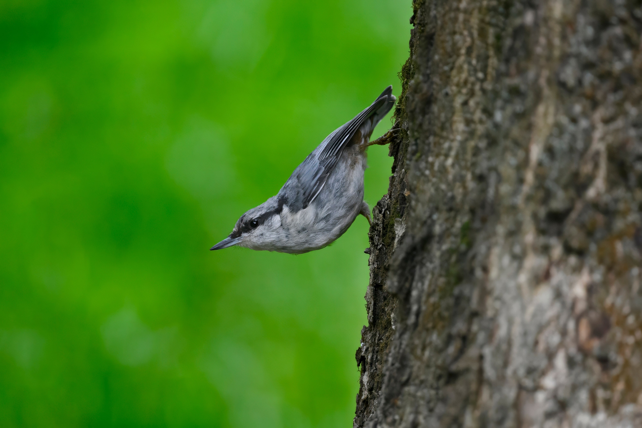 ГБС, Москва. Фотограф Сергей Пупонин