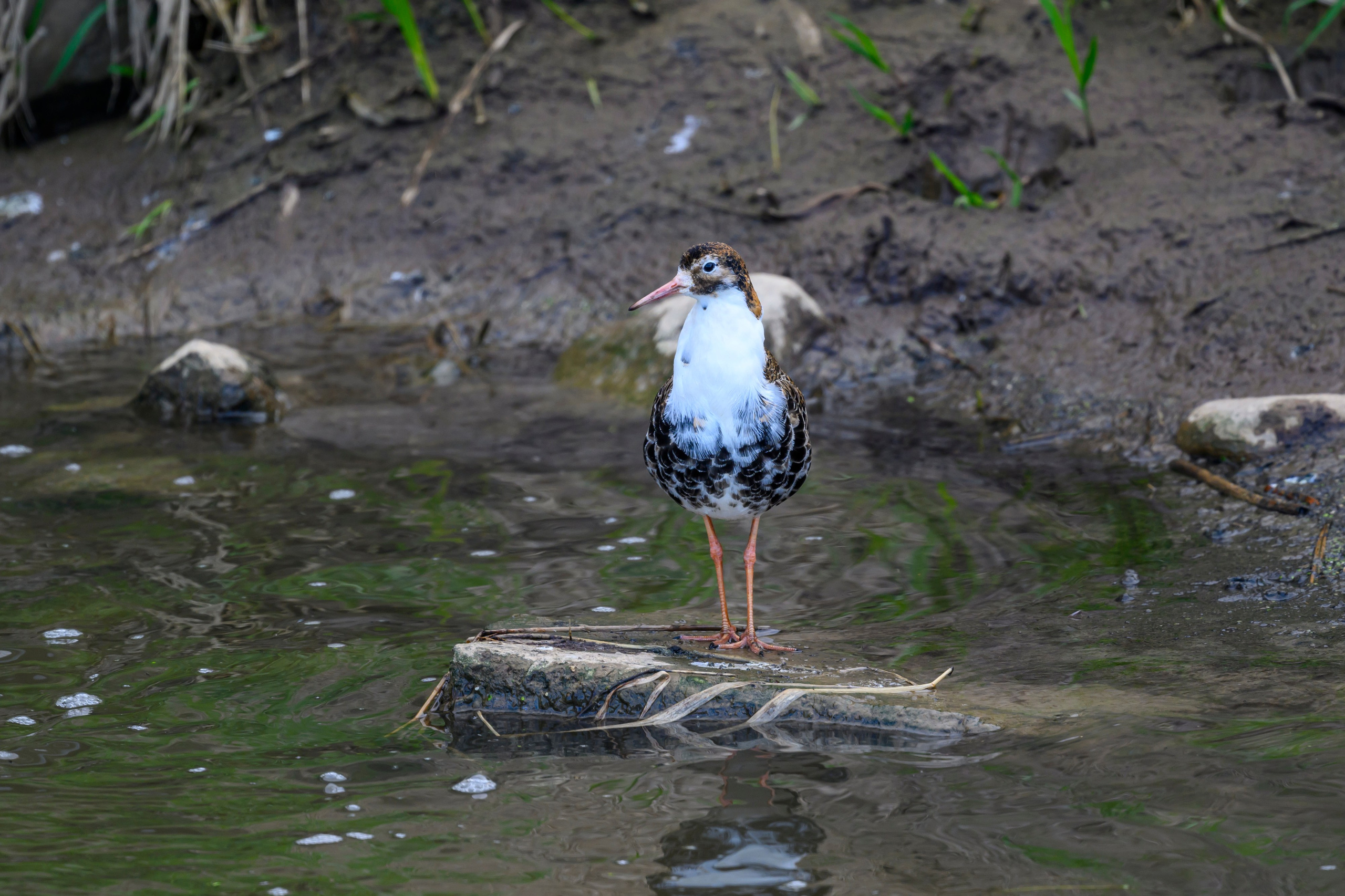 Лиса стащила яйцо. Фотограф Сергей Пупонин