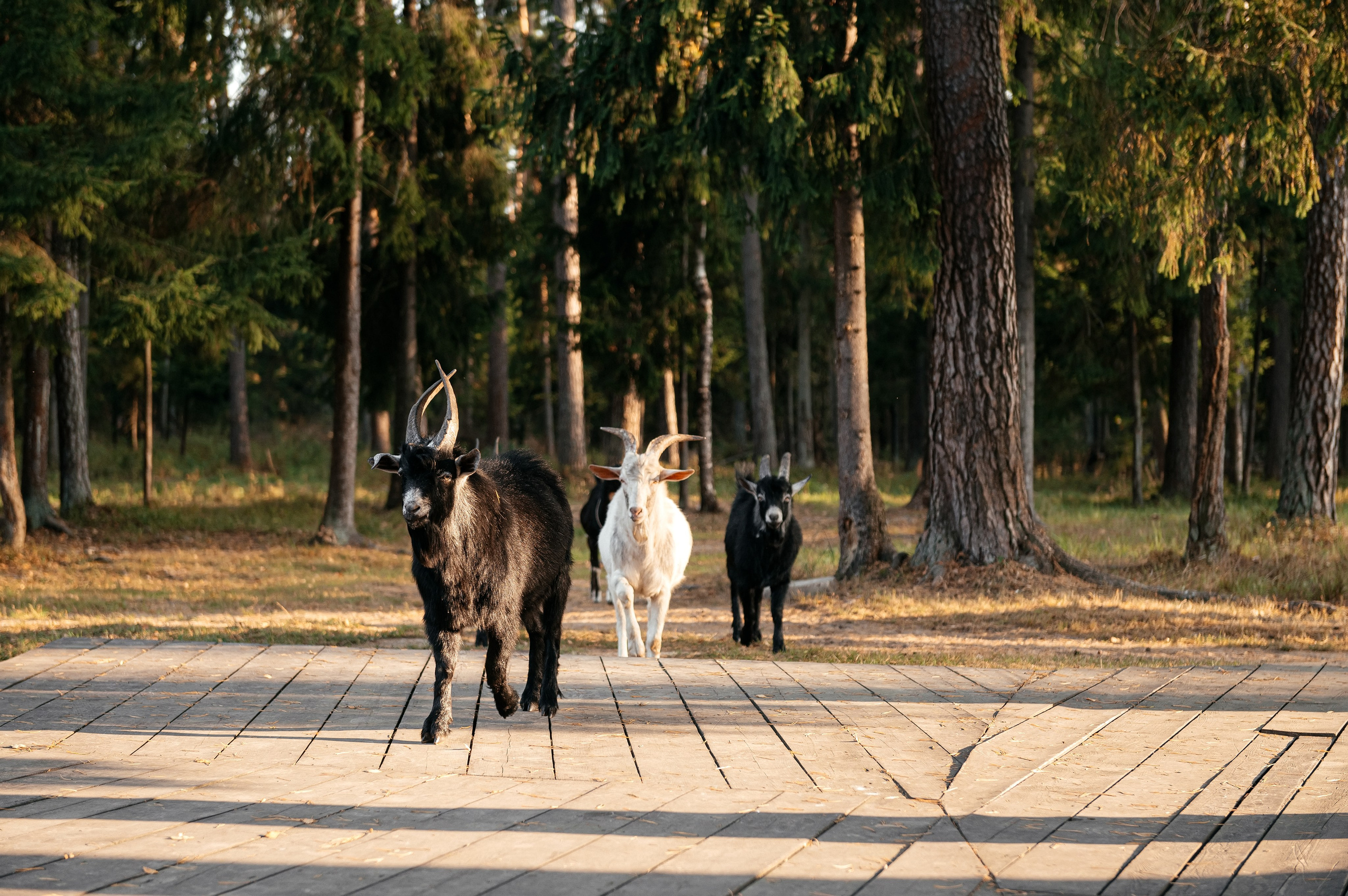 Отели подмосковья, где можно провести свадьбу. Свадебный и семейный фотограф Виктория Носачёва. Щелково, Москва и МО
