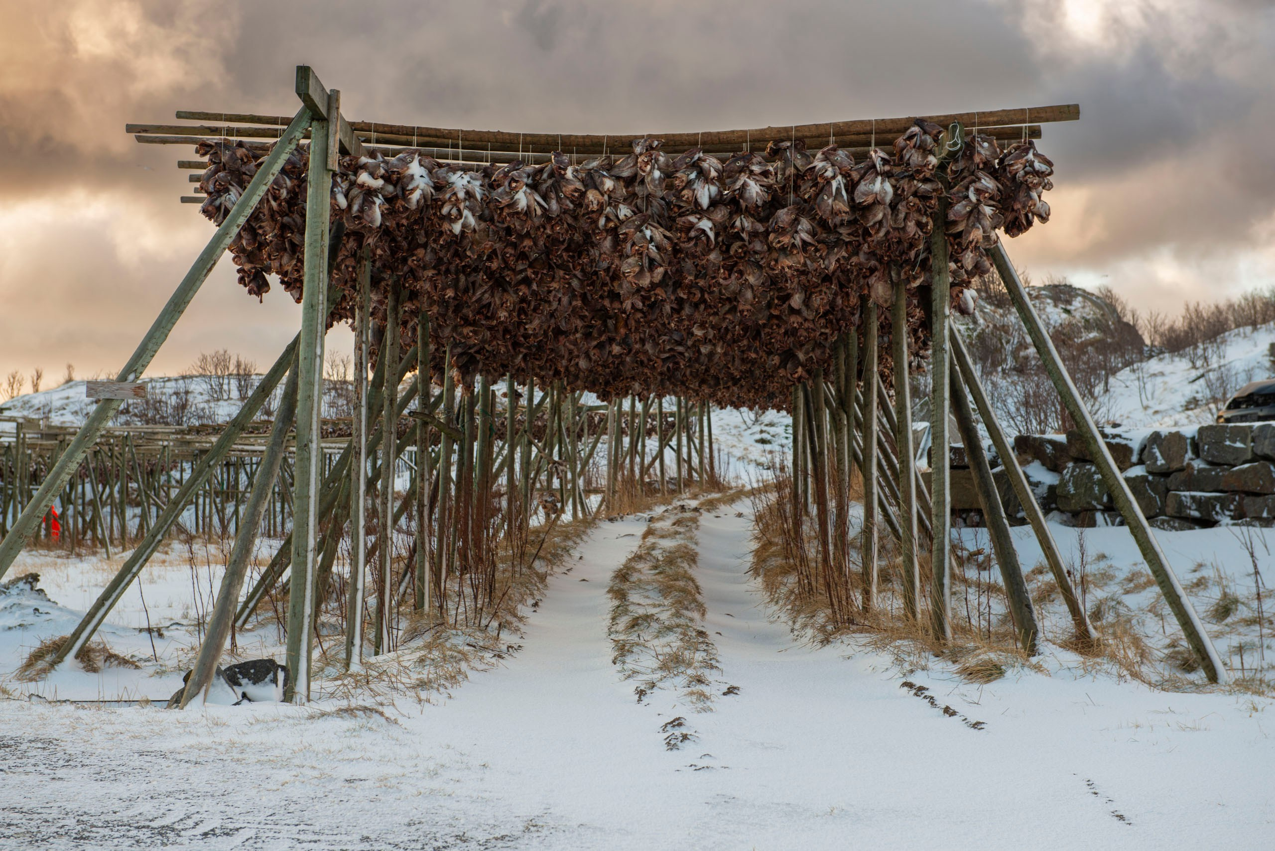 Деревянные сушилки для рыбы (хелль) с подвешенными головами трески на заснеженном пейзаже Лофотенских островов, Норвегия.