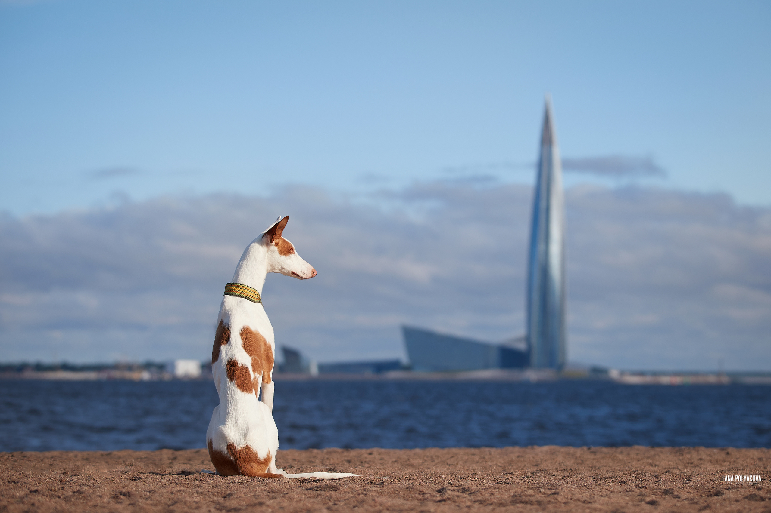 Байла Baila, Podenco Ibicenco LUCKYHAS BAILA RUBIA
