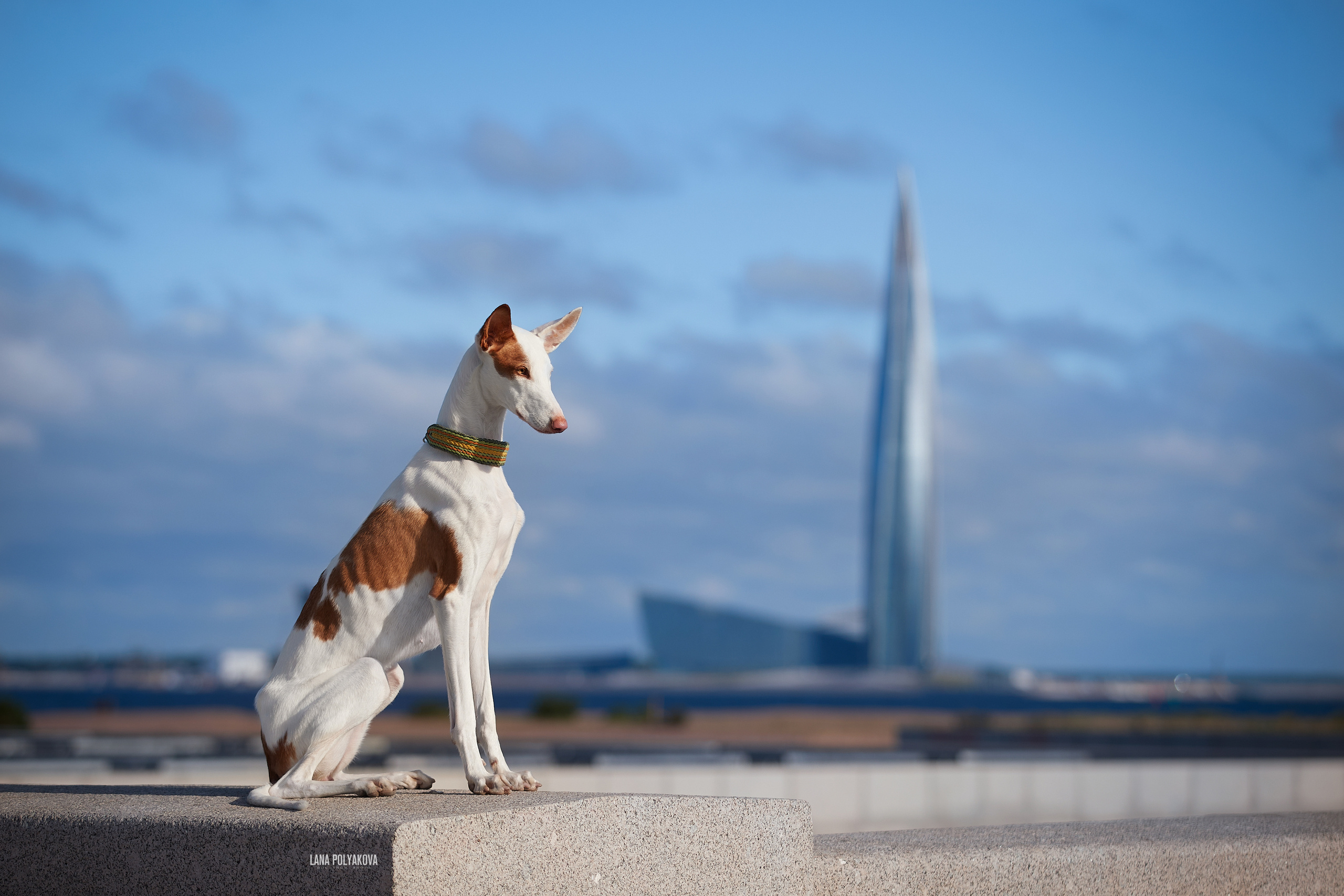 Байла Baila, Podenco Ibicenco LUCKYHAS BAILA RUBIA