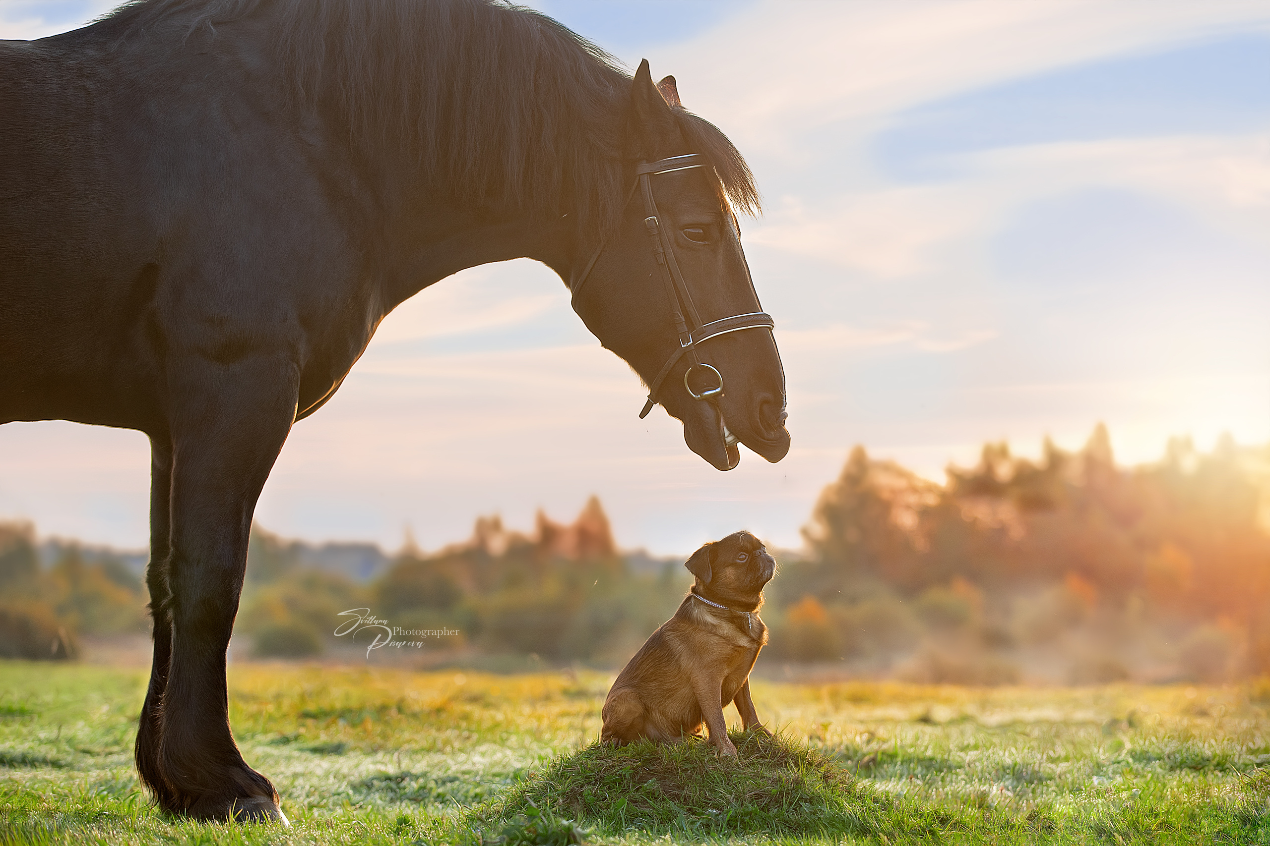 Фотограф анималист в Санкт-Петербурге Светлана Писарева