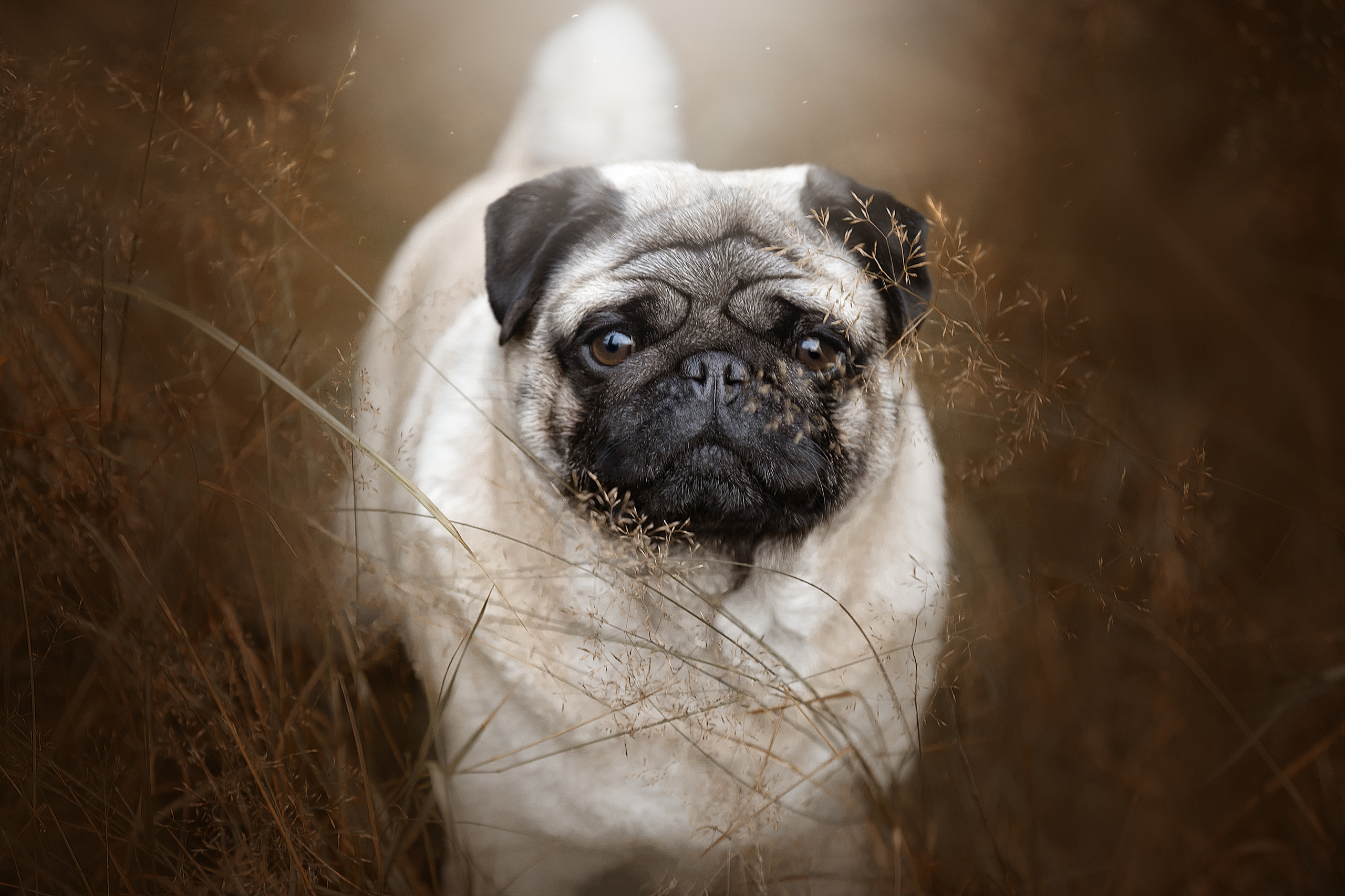 Фотограф анималист в Санкт-Петербурге Светлана Писарева