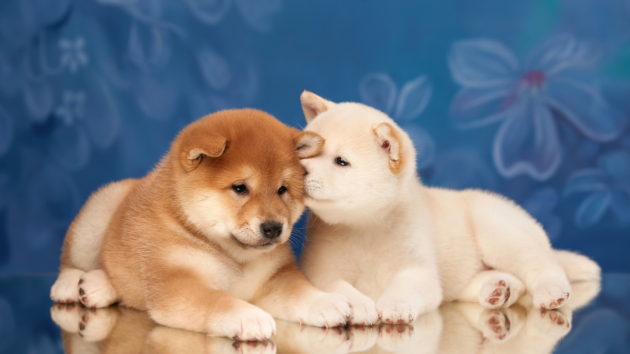 Съемка щенков на дому в Санкт-Петербурге, сиба-ину