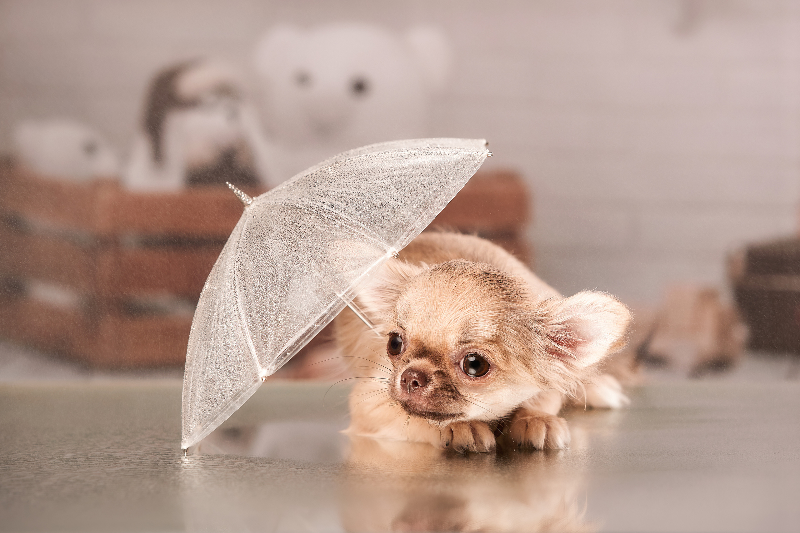 Щенок чихуа, фотосъемка на дому