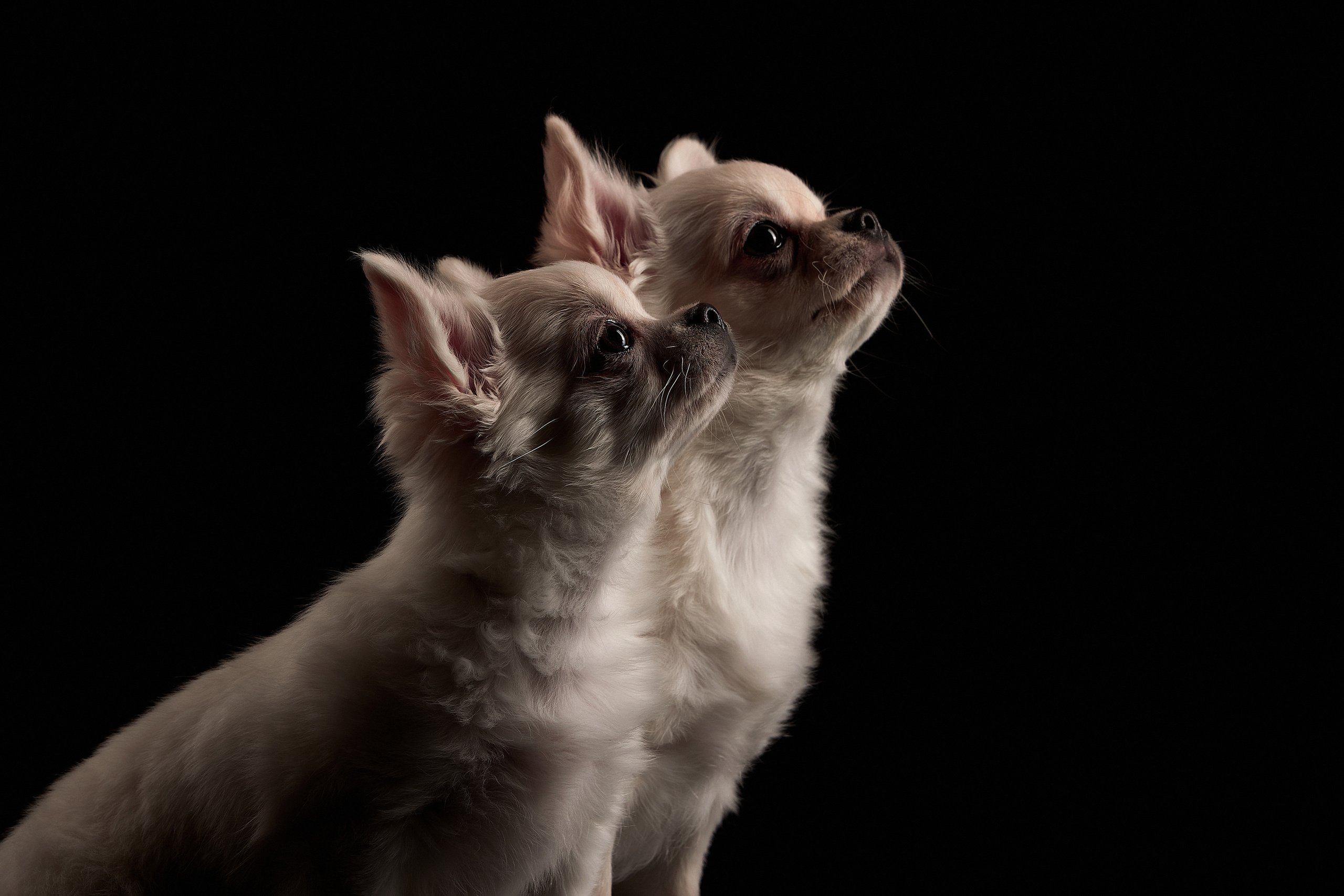 Щенок чихуа, фотосъемка на дому