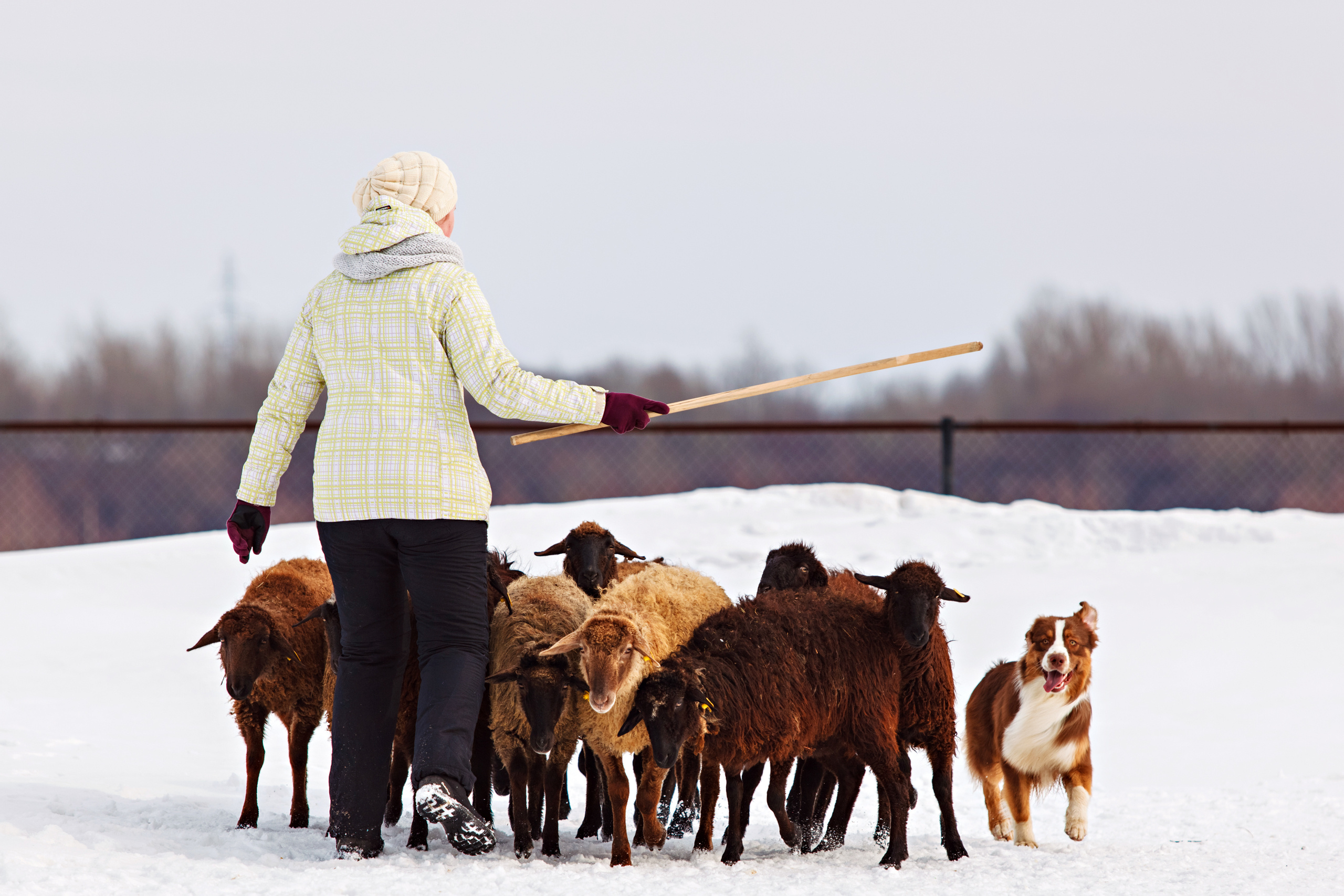 ДАРК. Питомник австралийских овчарок «APPLEDORE»