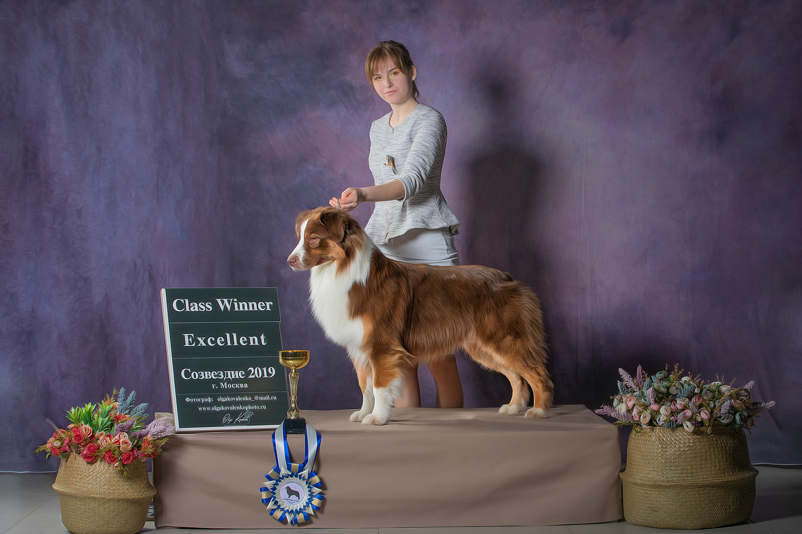 ДАРК. Питомник австралийских овчарок «APPLEDORE»