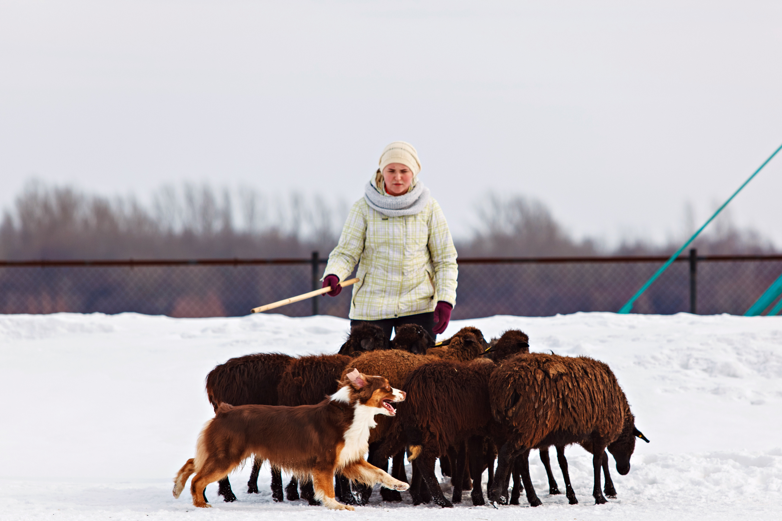 ДАРК. Питомник австралийских овчарок «APPLEDORE»