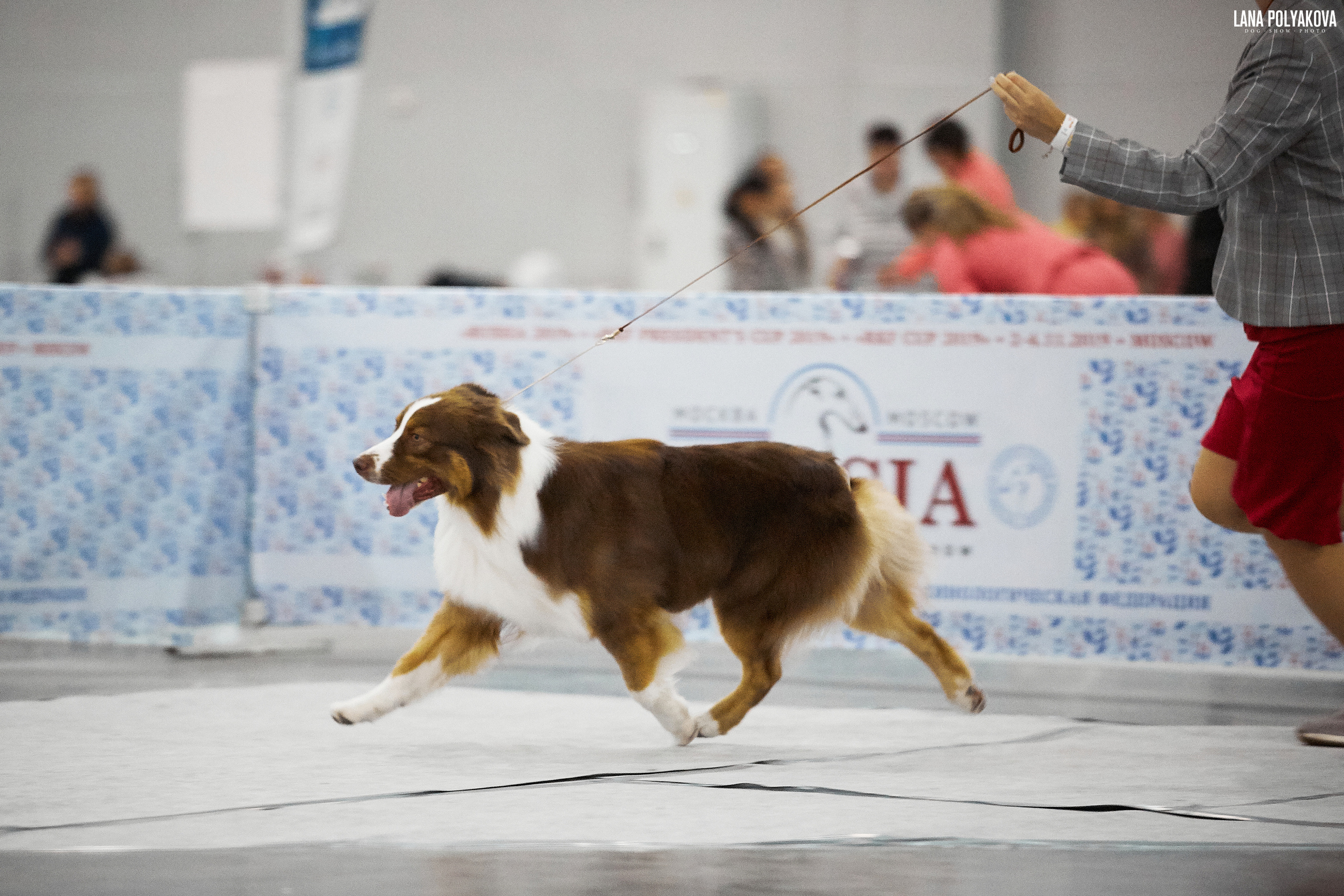 ДАРК. Питомник австралийских овчарок «APPLEDORE»