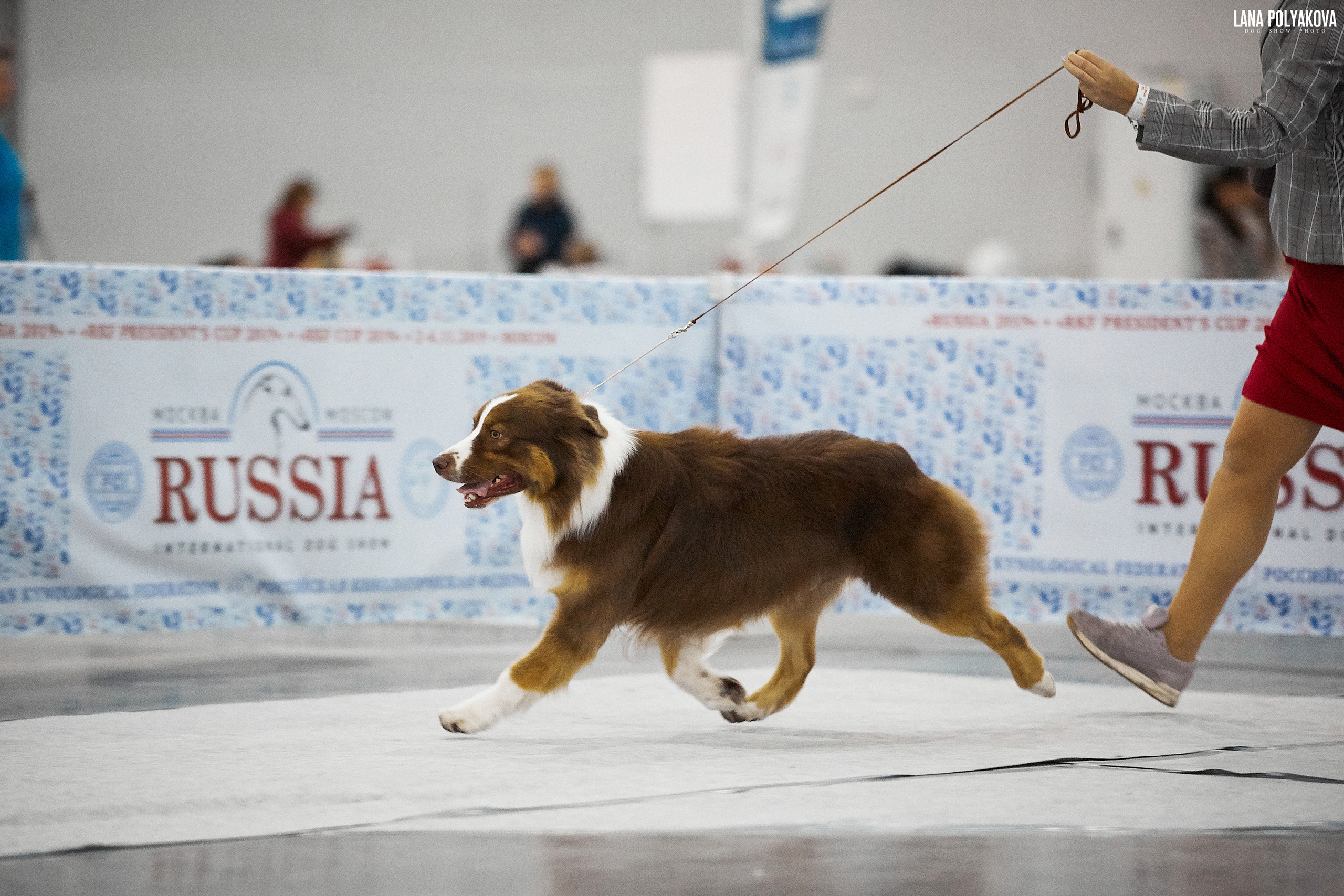 ДАРК. Питомник австралийских овчарок «APPLEDORE»