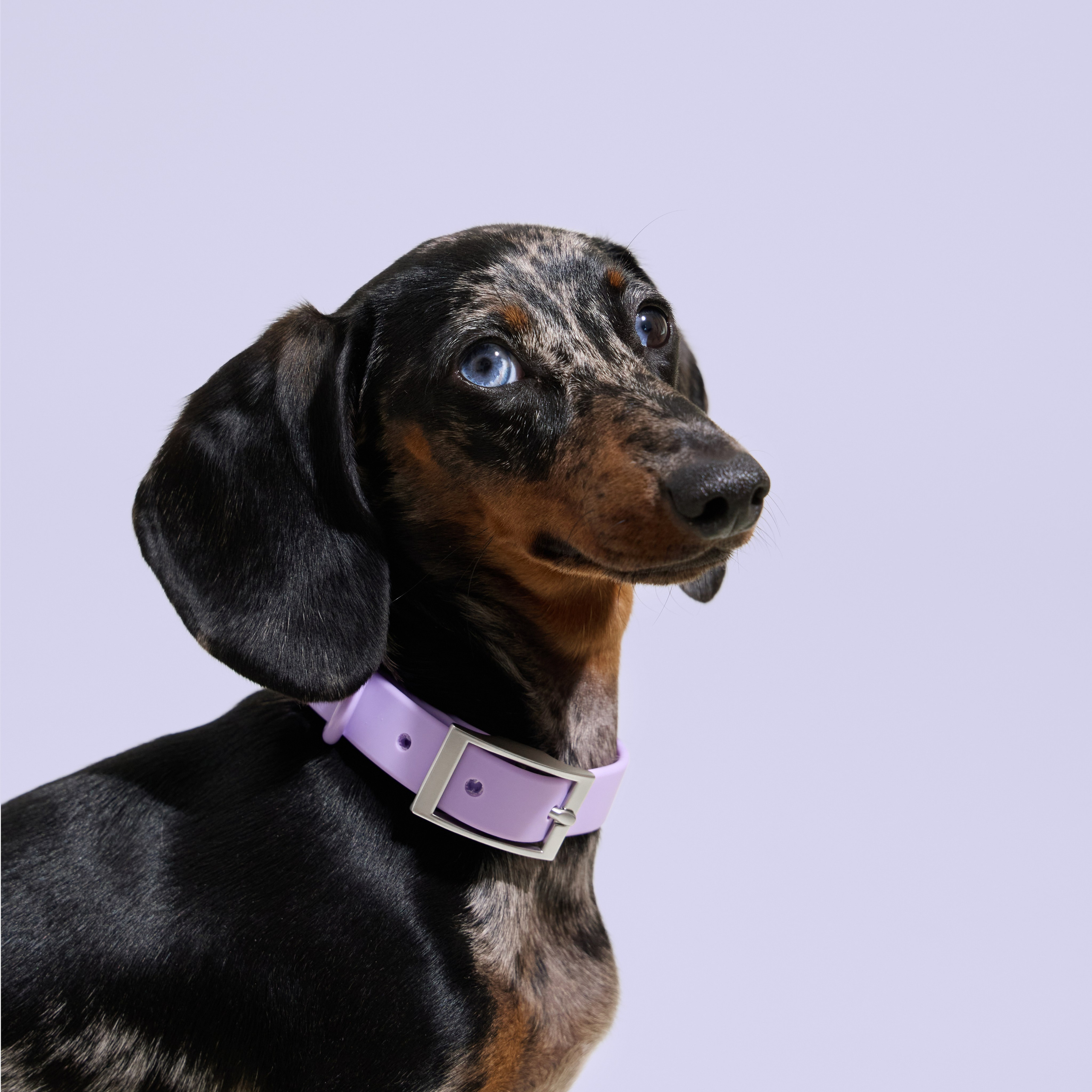 Pet Advertising Photography | Commercial Shoots with Dogs & Cats. Dog photographer Averianova Anna — Art photography of dogs