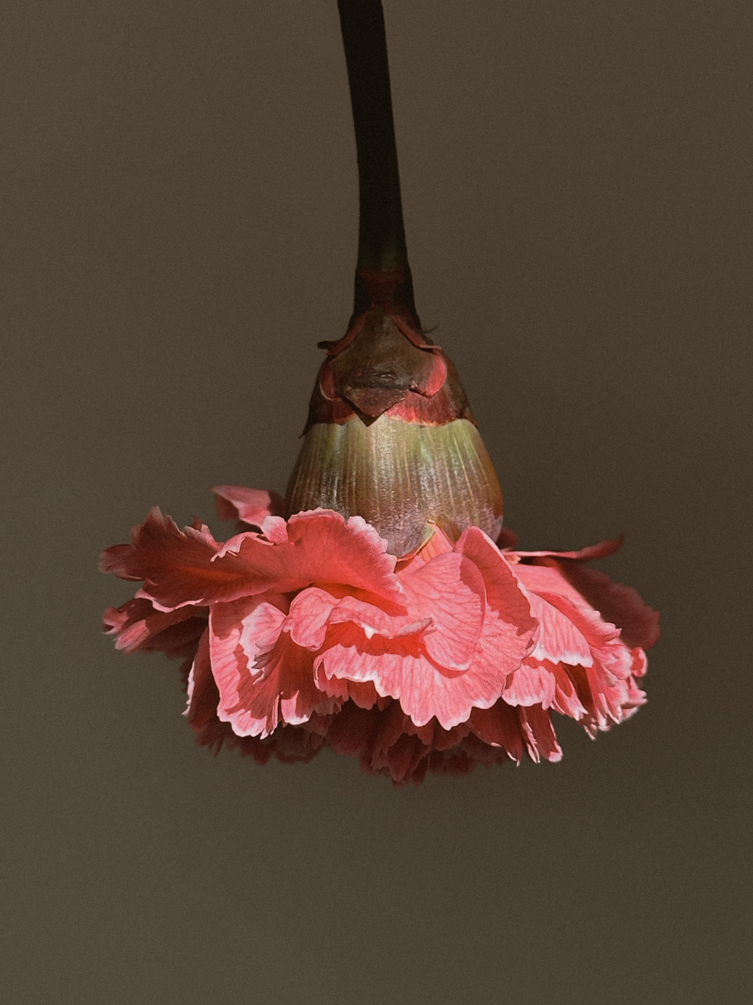 Мобильная съемка. Интерьерный фотограф в Санкт-Петербурге Диана Аносова