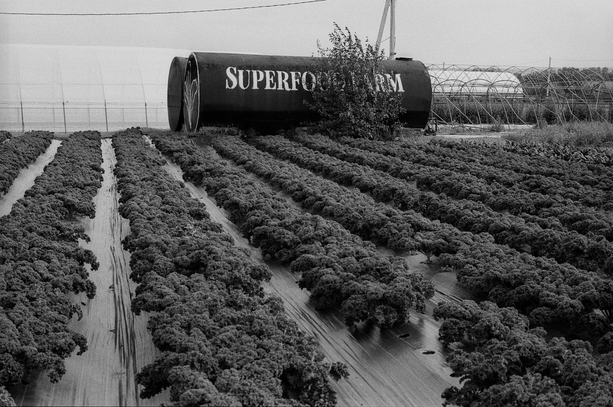 SuperFoodFarm. The history of the farm. Another person Pavel Potseluev. A photographer in 2025