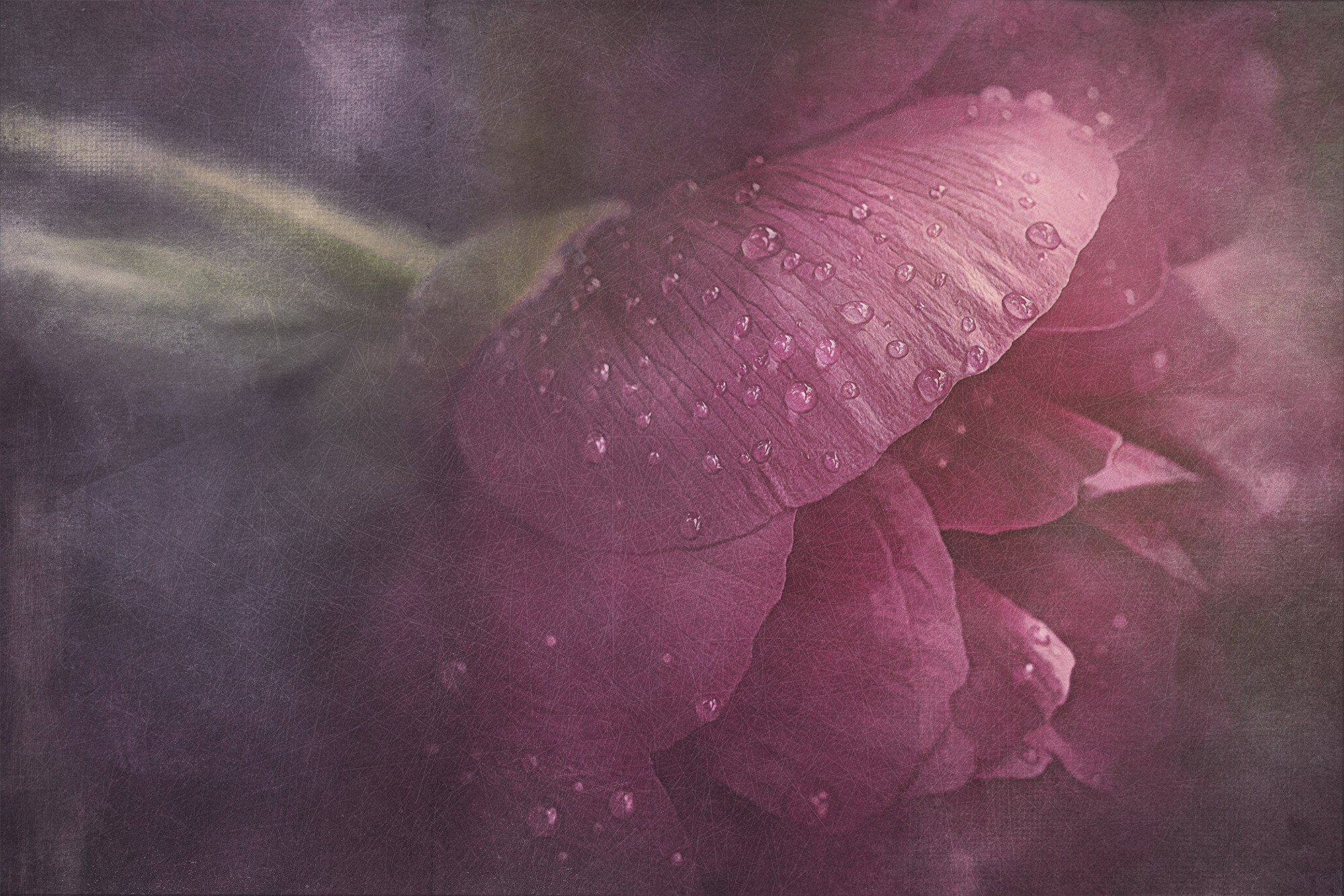 PINK VINTAGE. Eirene G | Photoartist | Flowers from my garden