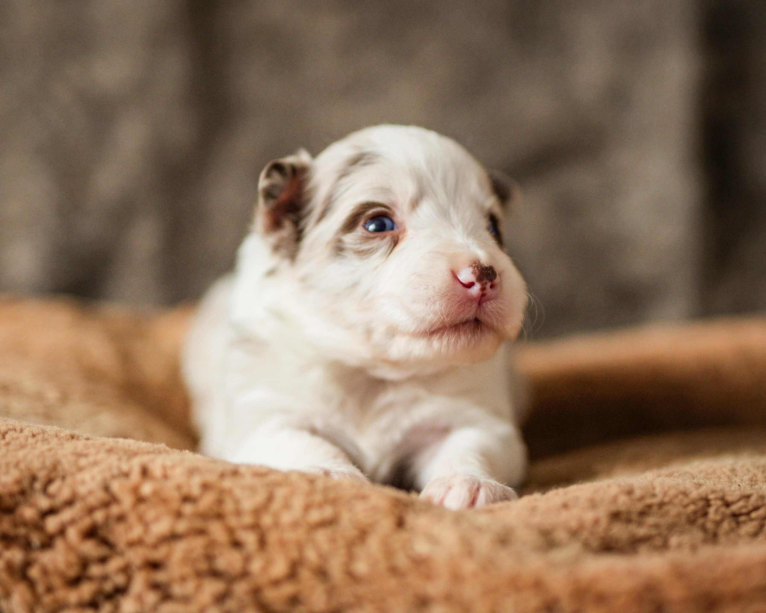 Фритсвит. Семейный фотограф Ефремова Виктория