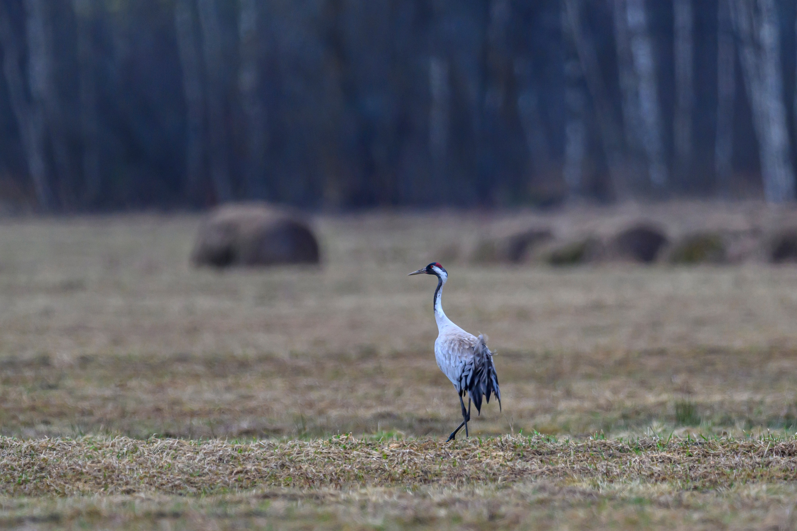 Лось и одинокий журавль. Wildlife photography by Sergey Puponin