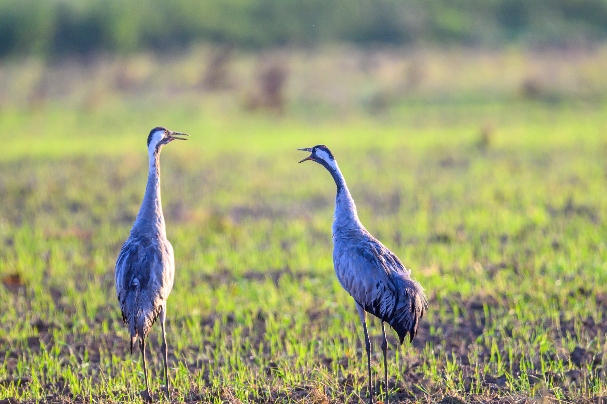 Стычка луня и осоеда, журавли. Wildlife photography by Sergey Puponin