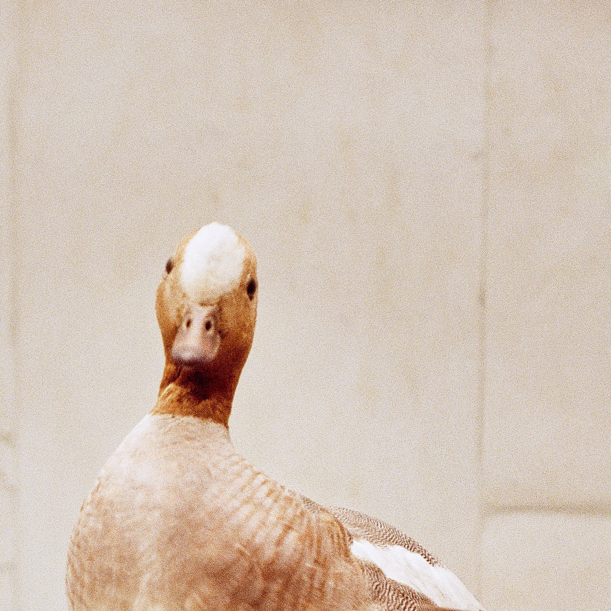 Пьюти-фьют. Игорь Скабелин