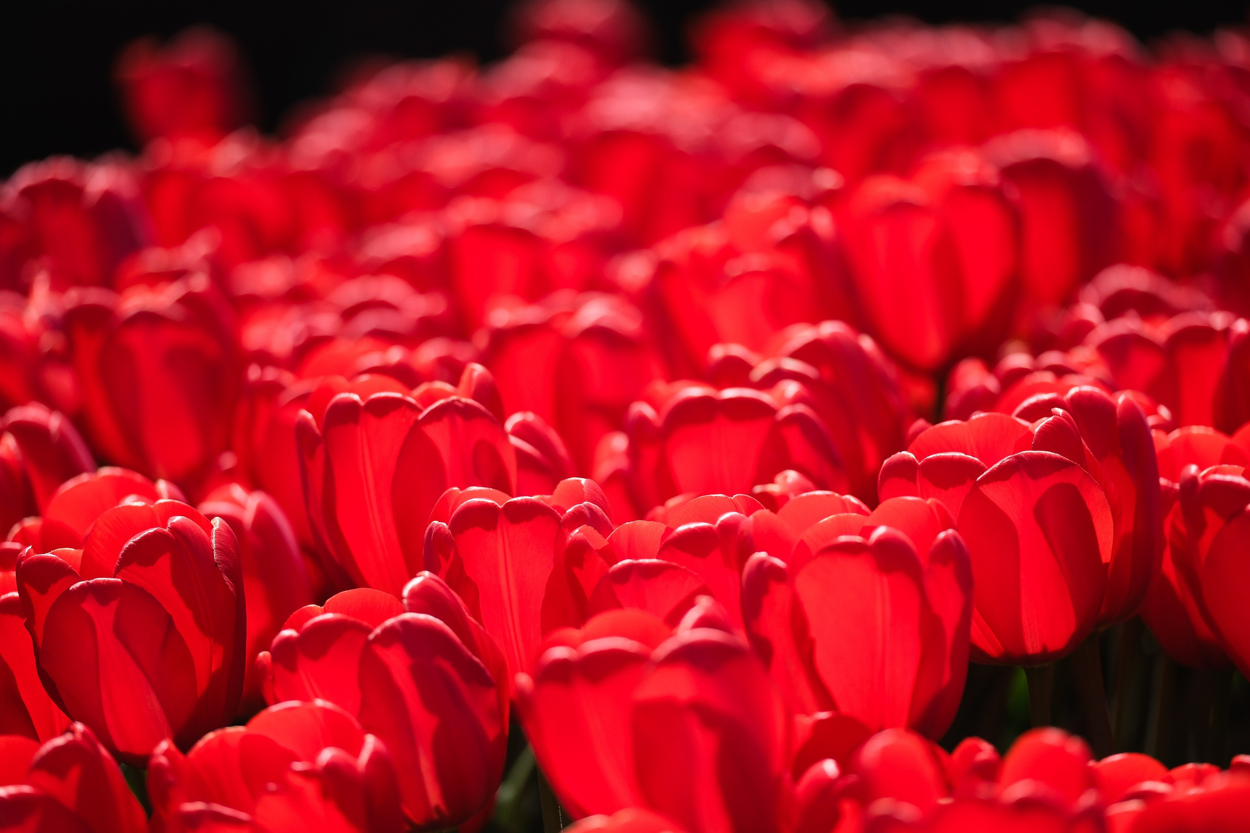 Балет. Интервью. Фотограф Анатолий Деникин