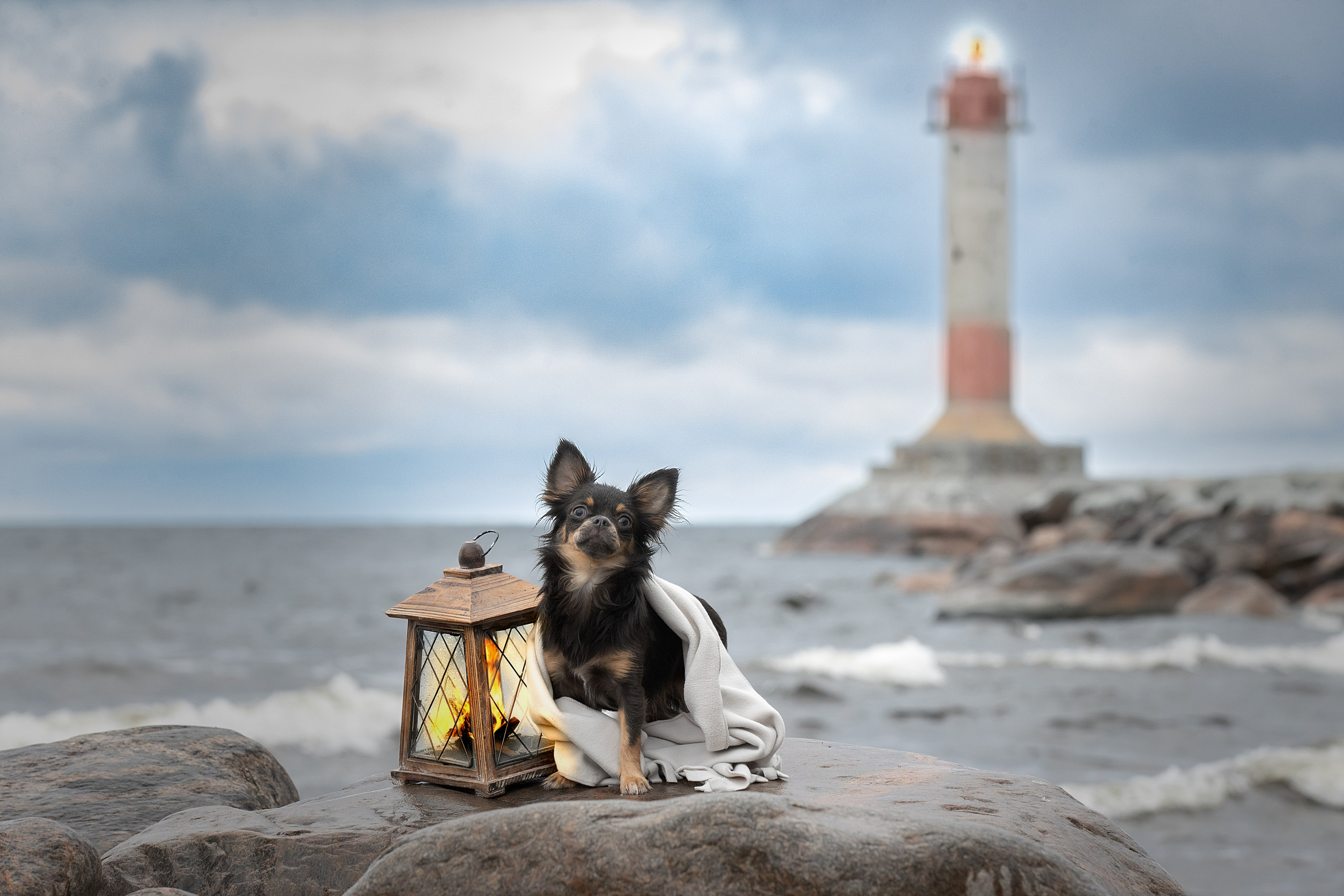 Фотограф анималист в Санкт-Петербурге Светлана Писарева
