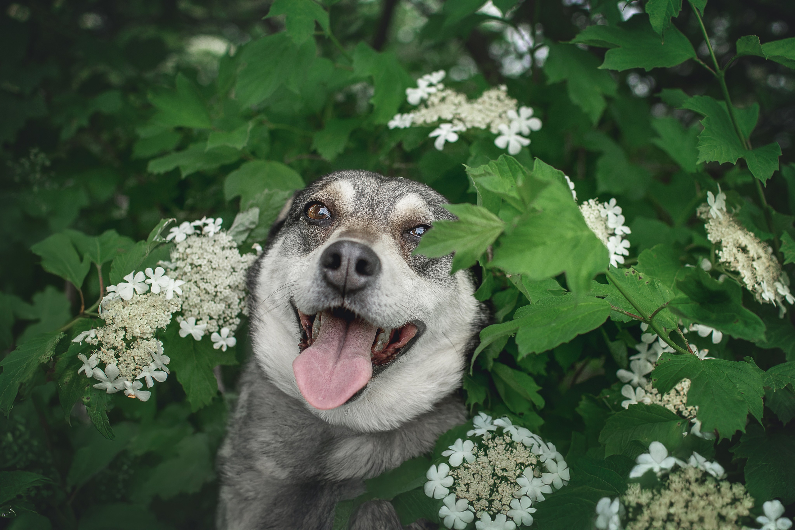 ИЩУТ ДОМ. Фотограф-анималист в Москве и Подмосковье