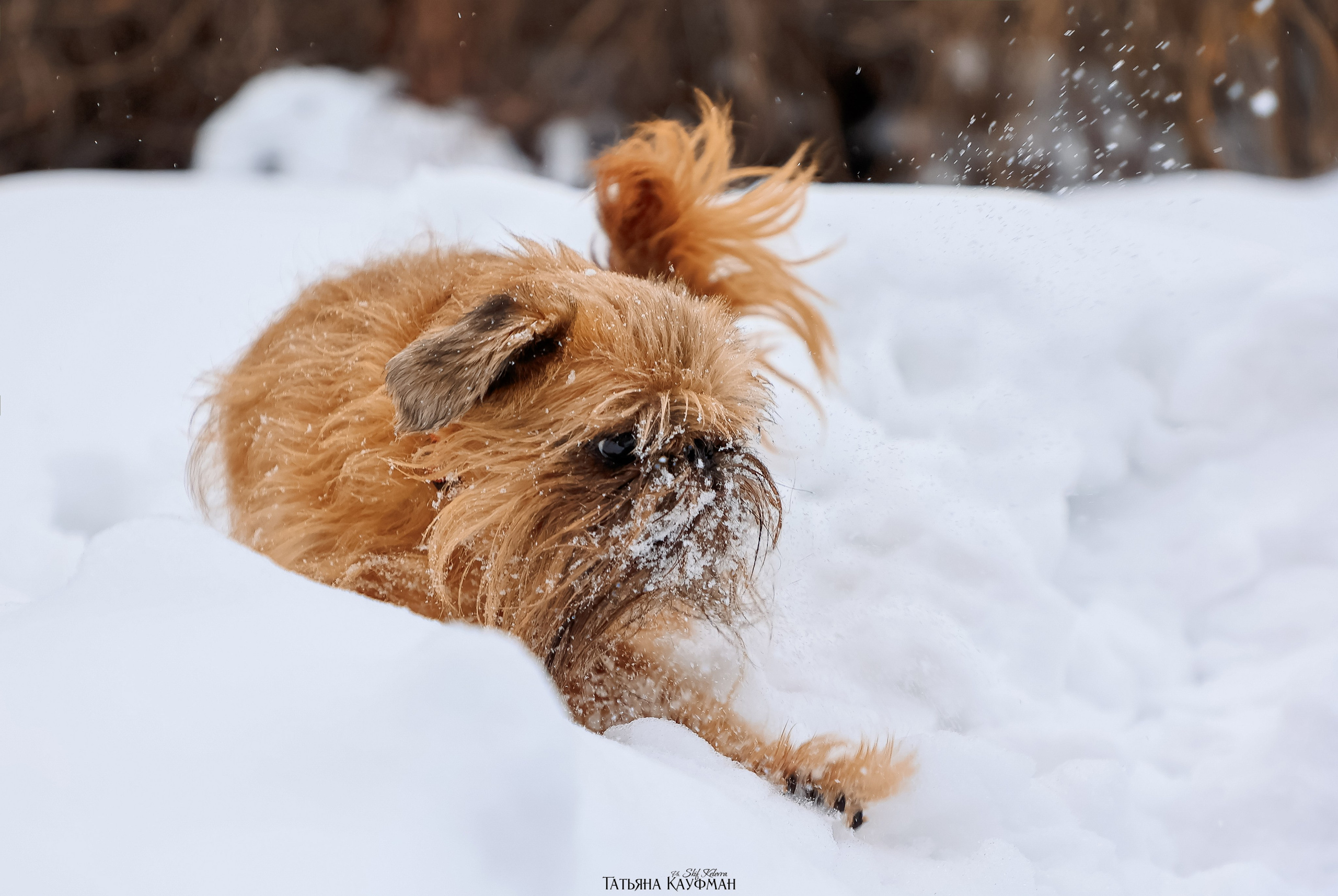 Брюссельский гриффон, фотография гриффон, красивая собака, фотограф анималист, фотокурс Анималистика, научиться фотографировать собак, фотограф Новосибирск