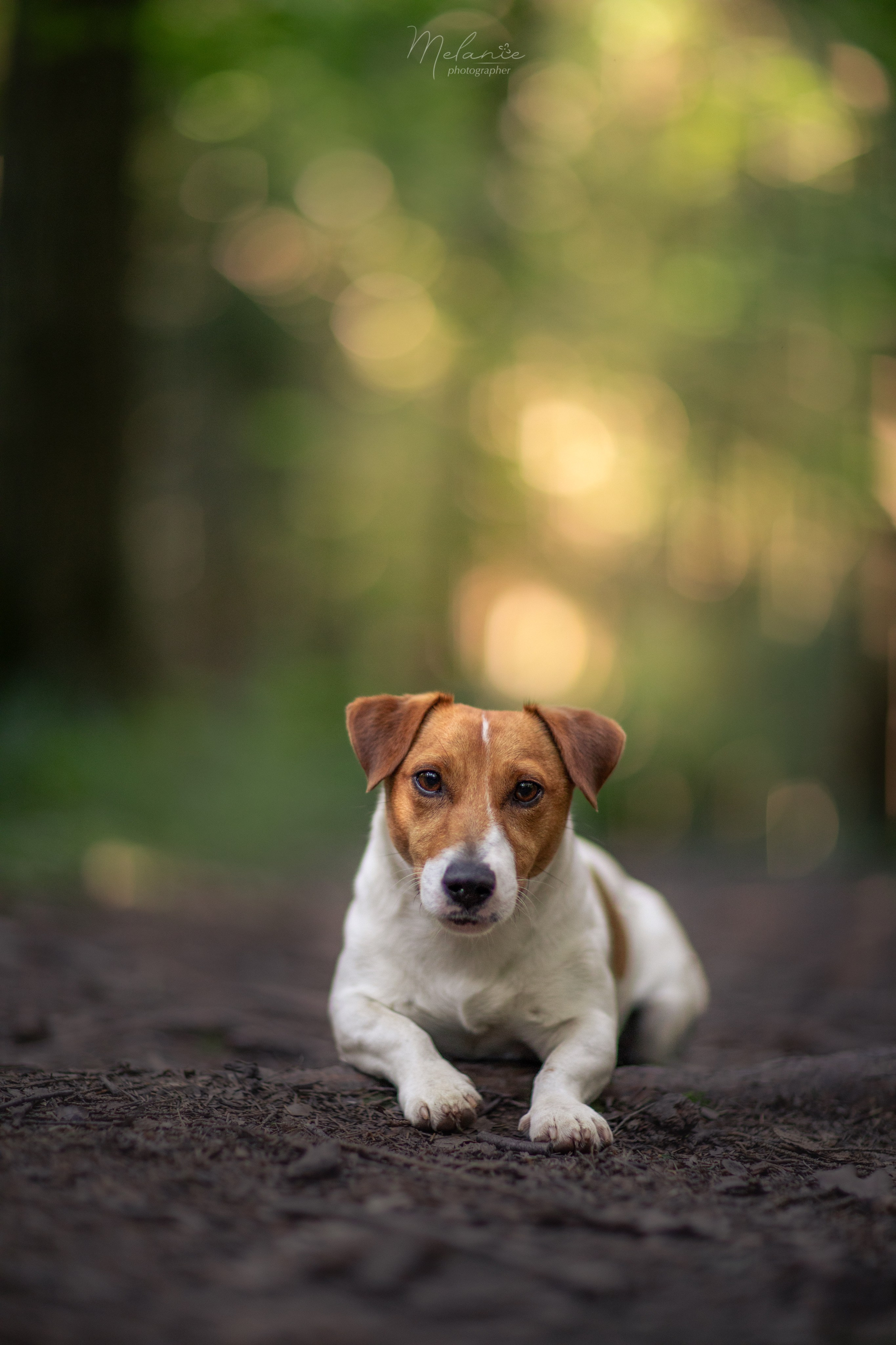 Фотограф-анималист в Москве Дорн Мелани
