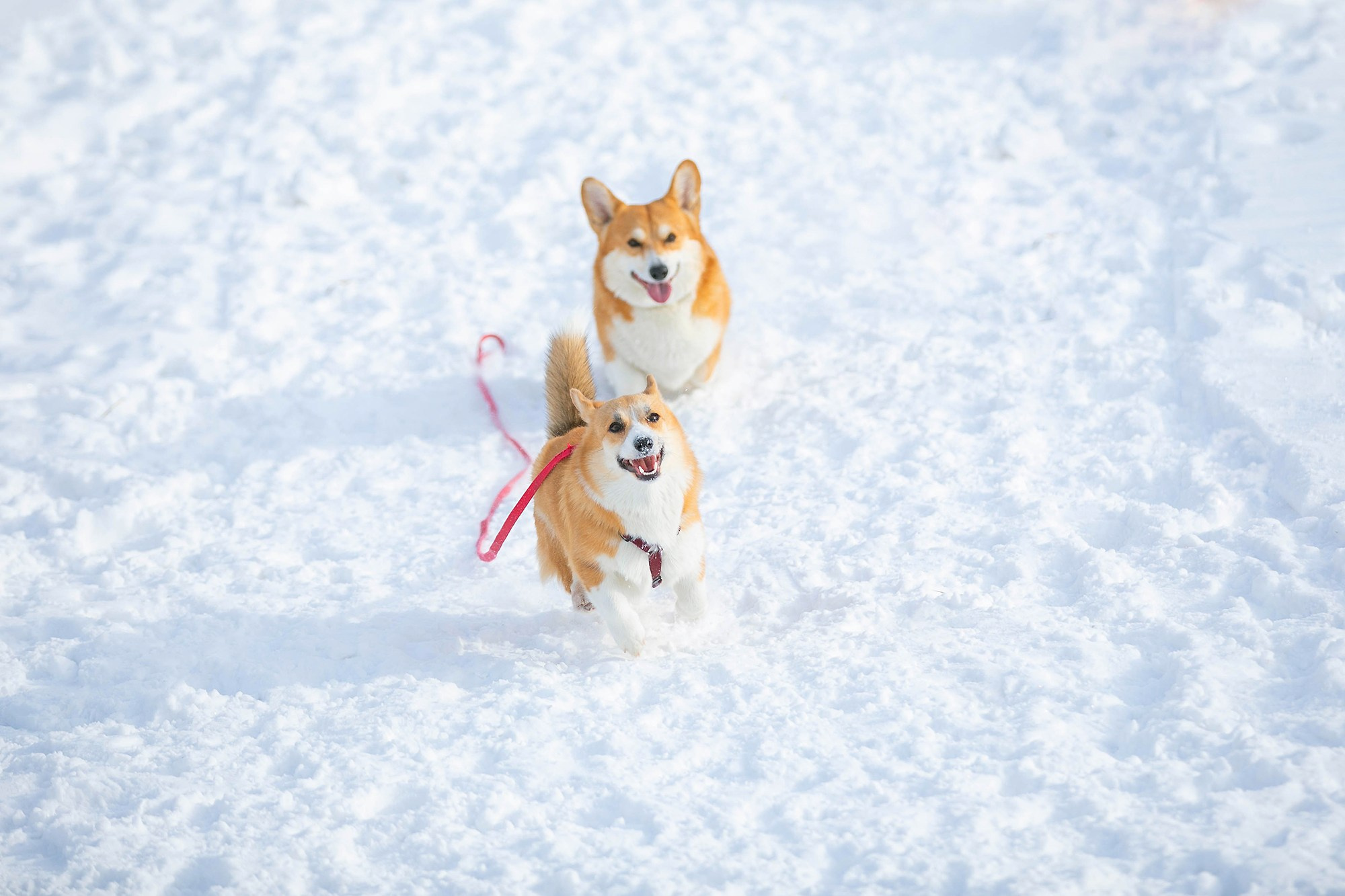 Корги-туса. Фотограф-анималист в Омске Екатерина Маричева