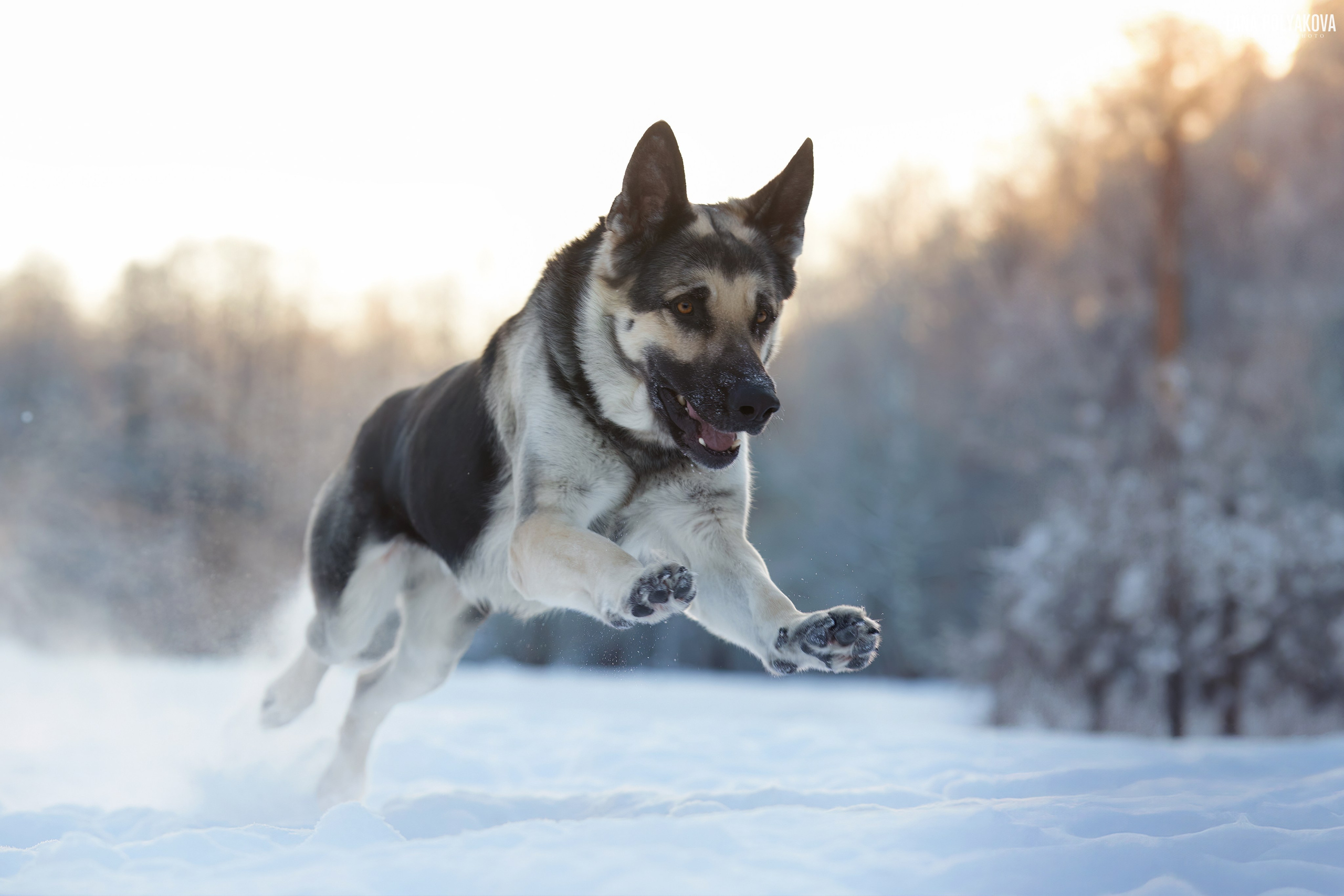 ВЫЕЗДНЫЕ ФОТОСЕССИИ СОБАК. ФОТОГРАФ-АНИМАЛИСТ l LANA POLYAKOVA