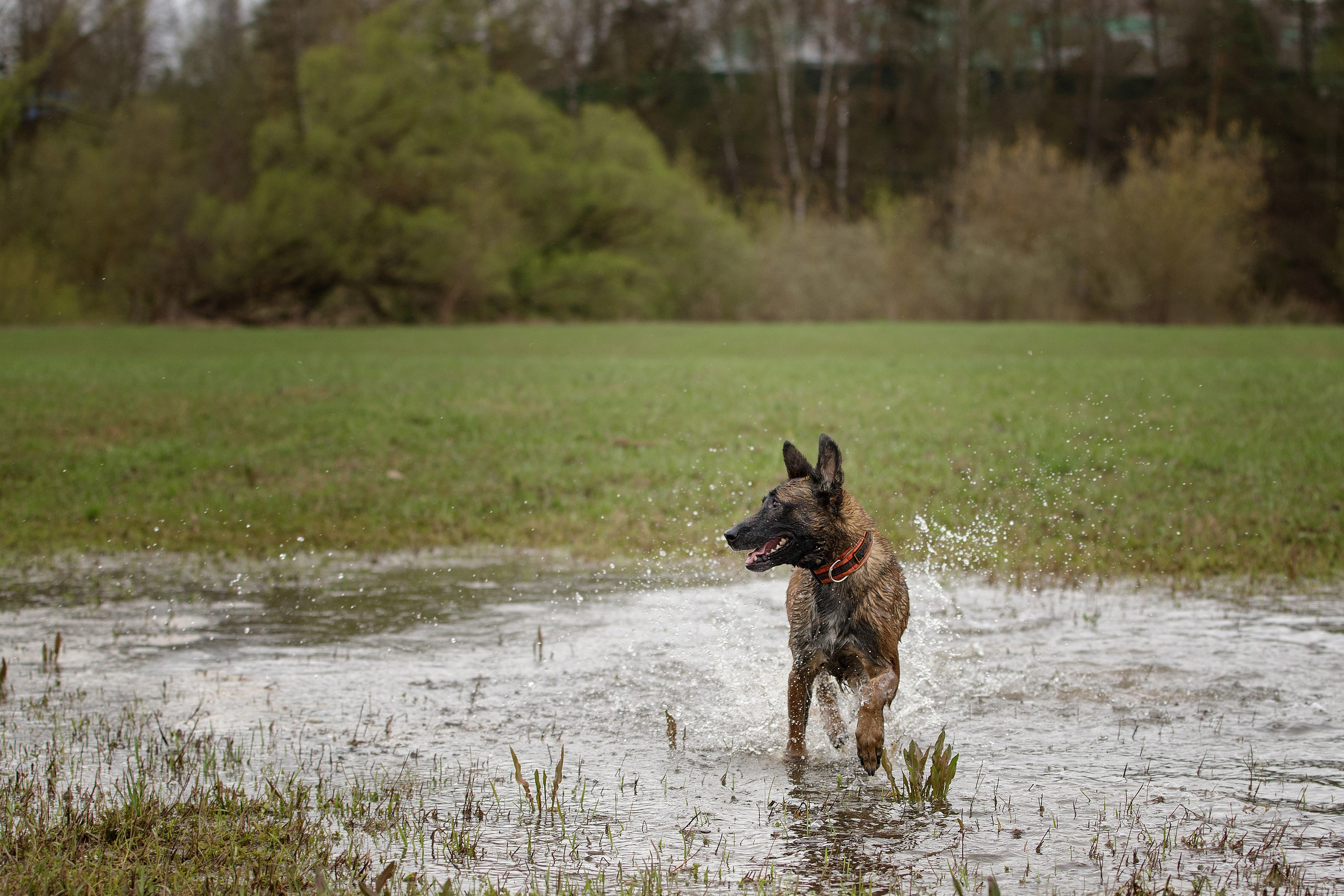 Рапира, Гудди и Вельвет. Фотограф-анималист в Калуге Мария Шерскова