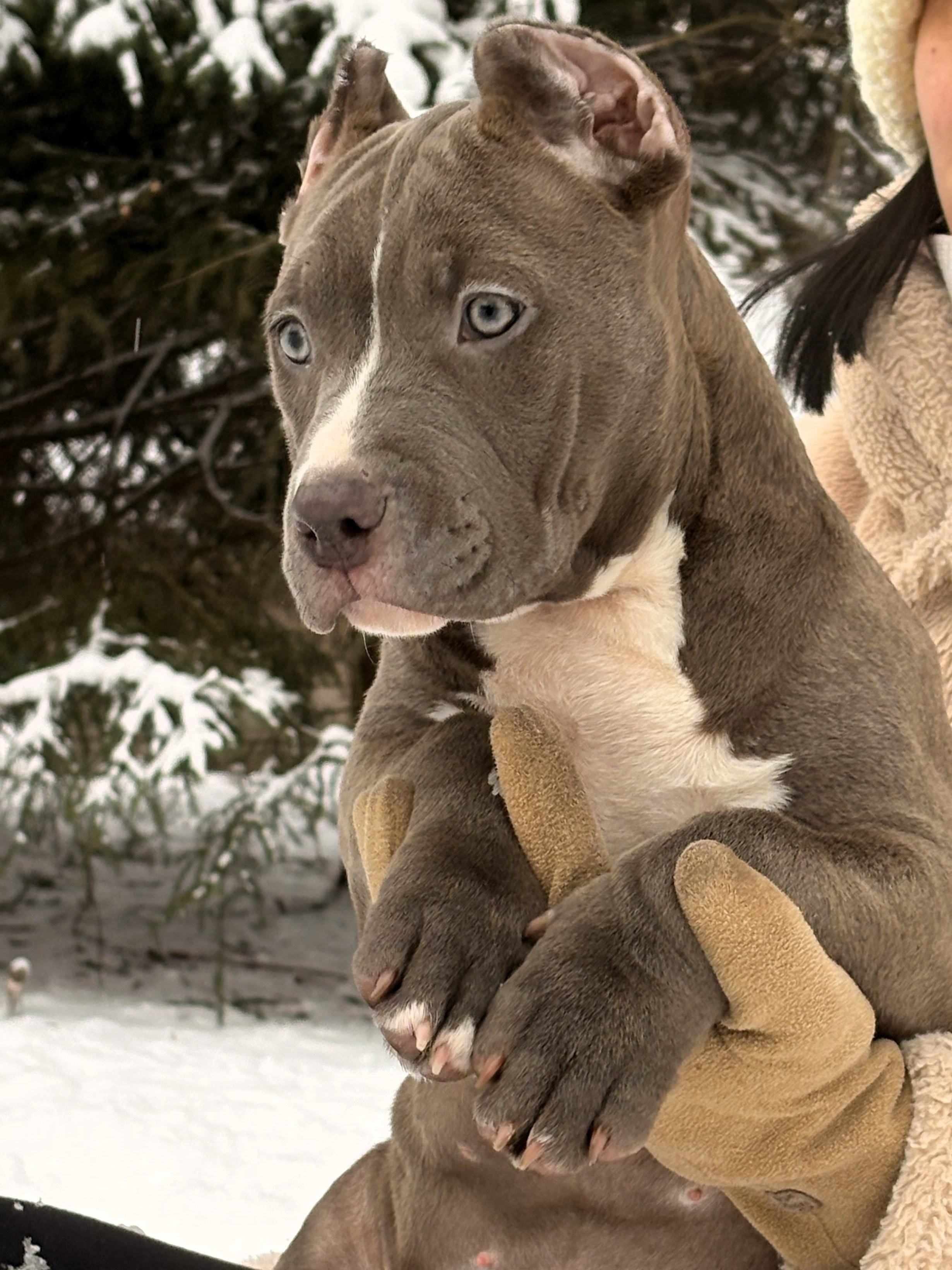 SANGRES FRESCA | Питомник американских булли в Москве и Московской области