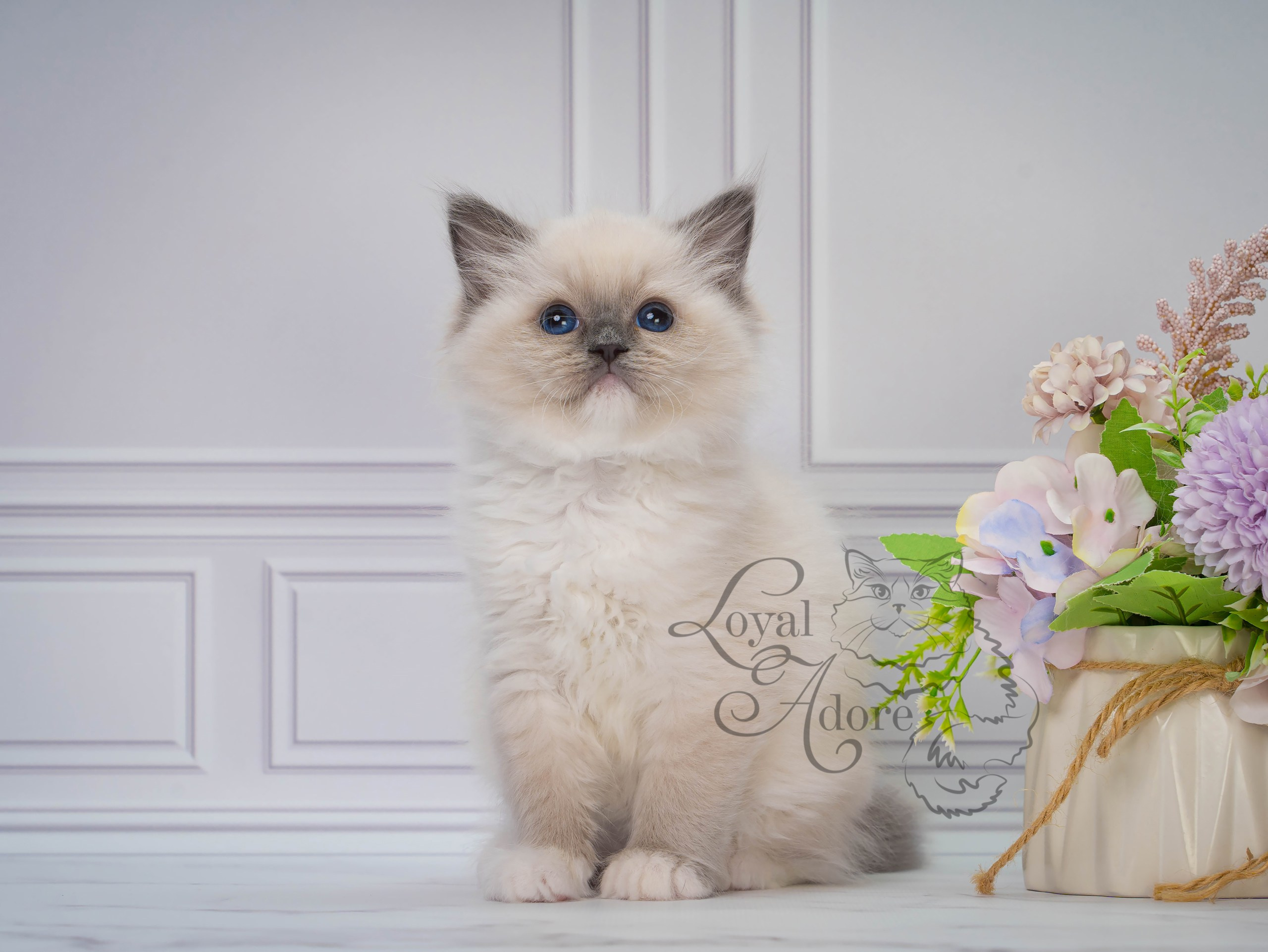 Котята рэгдолл от Loyal Adore. Питомник рэгдолл Loyal Adore
