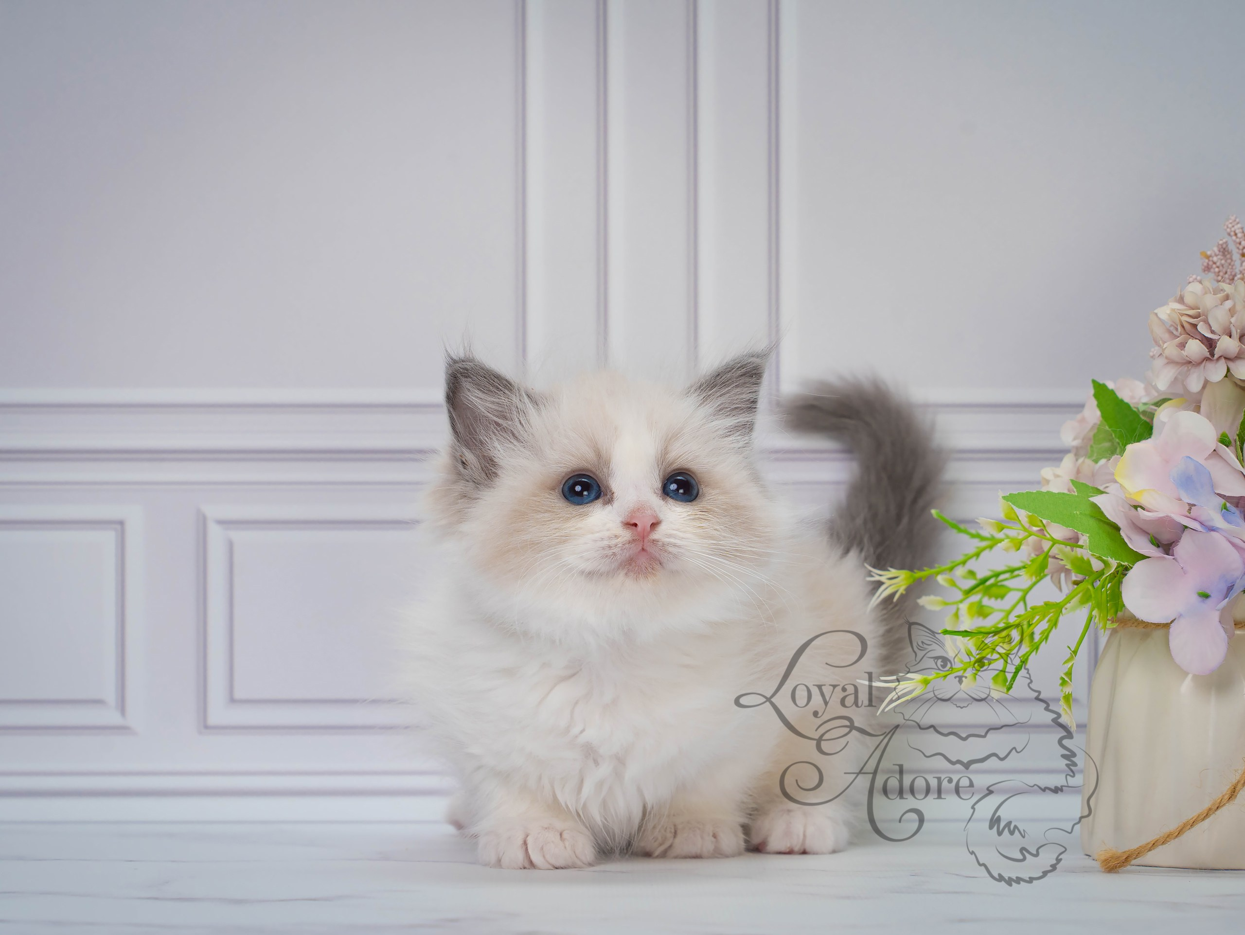 Котята рэгдолл от Loyal Adore. Питомник рэгдолл Loyal Adore