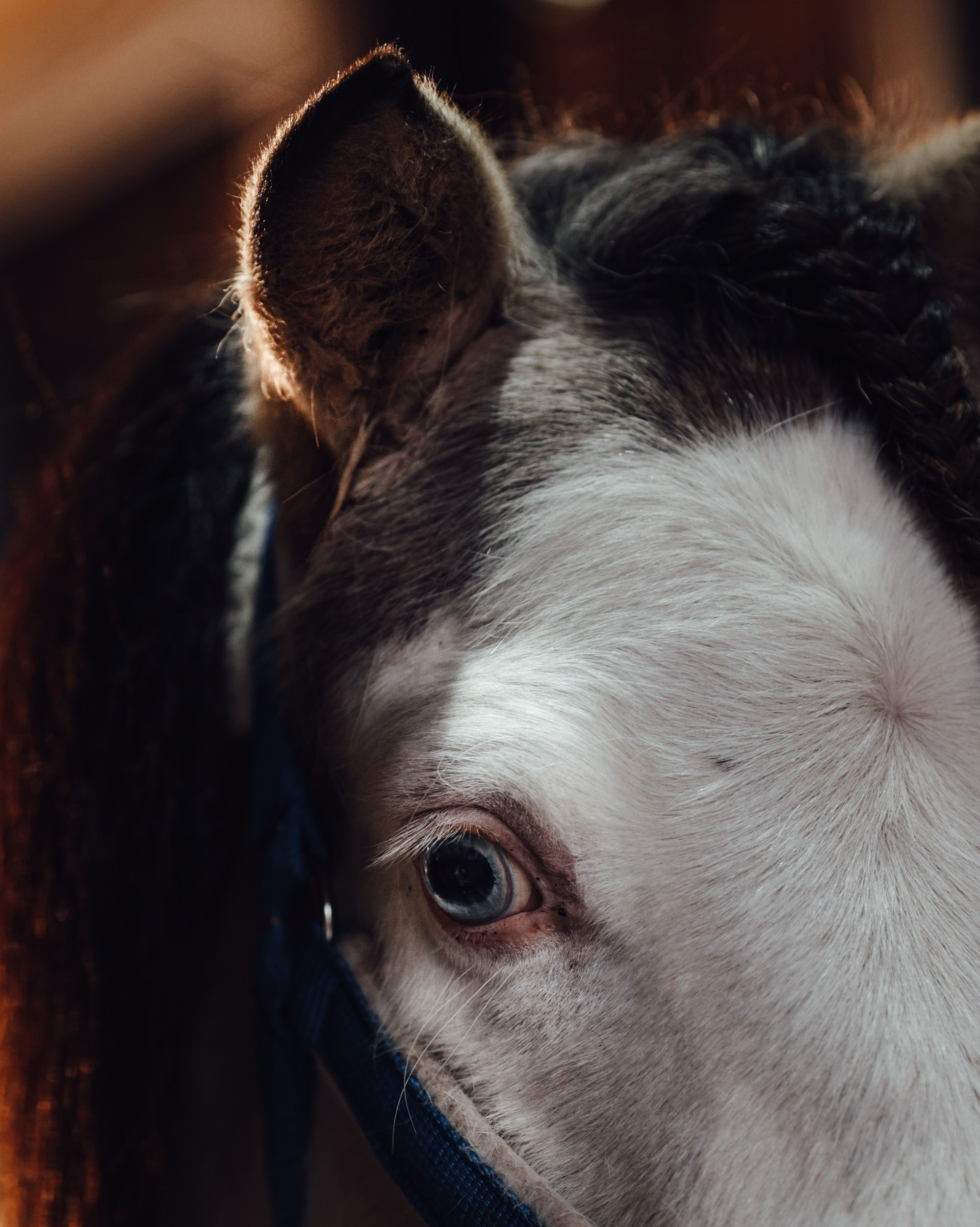 Бамблби. Фотограф Варвара Ермоленко