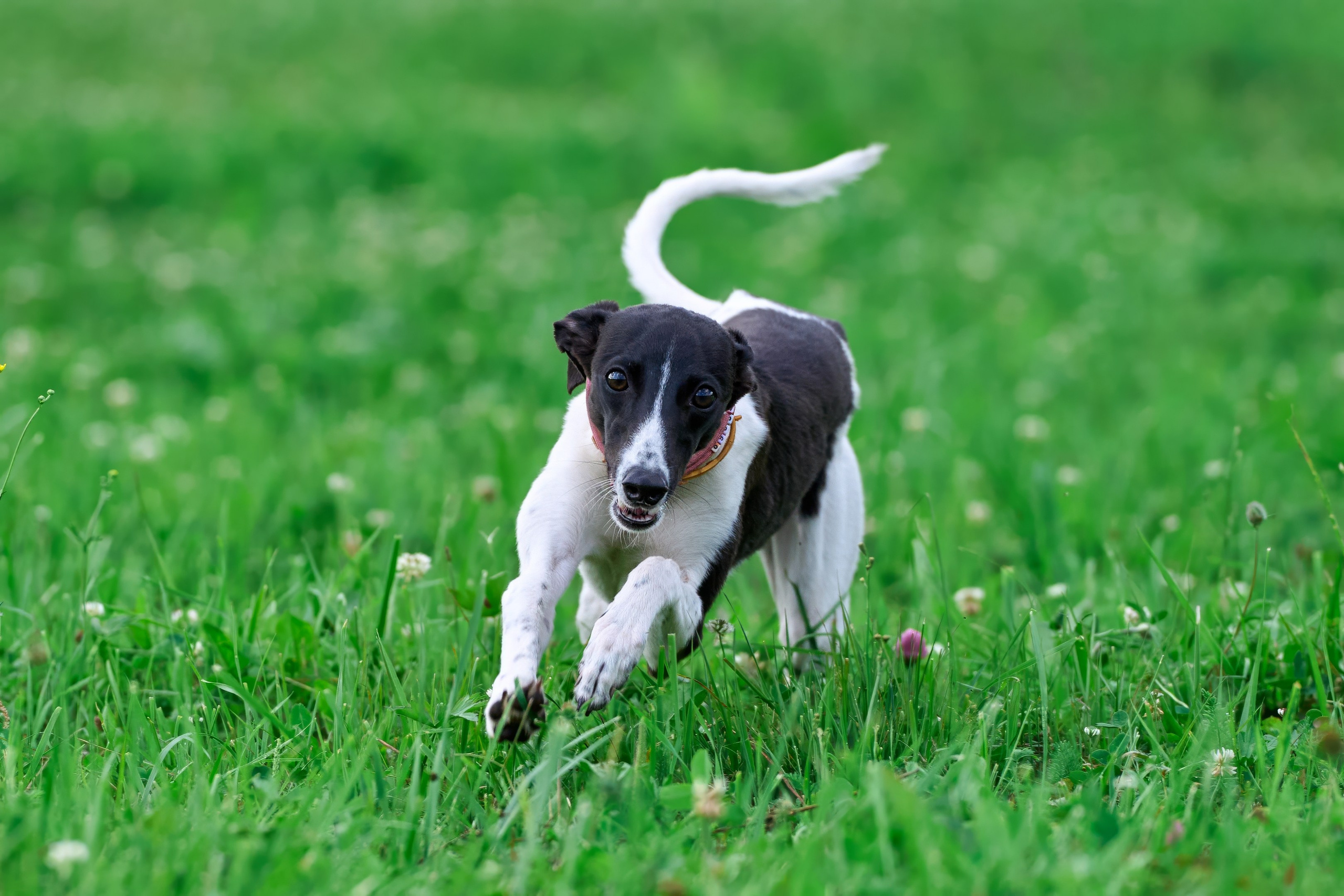 Тренировка в Донино. Фотограф-анималист Михаил Манухин