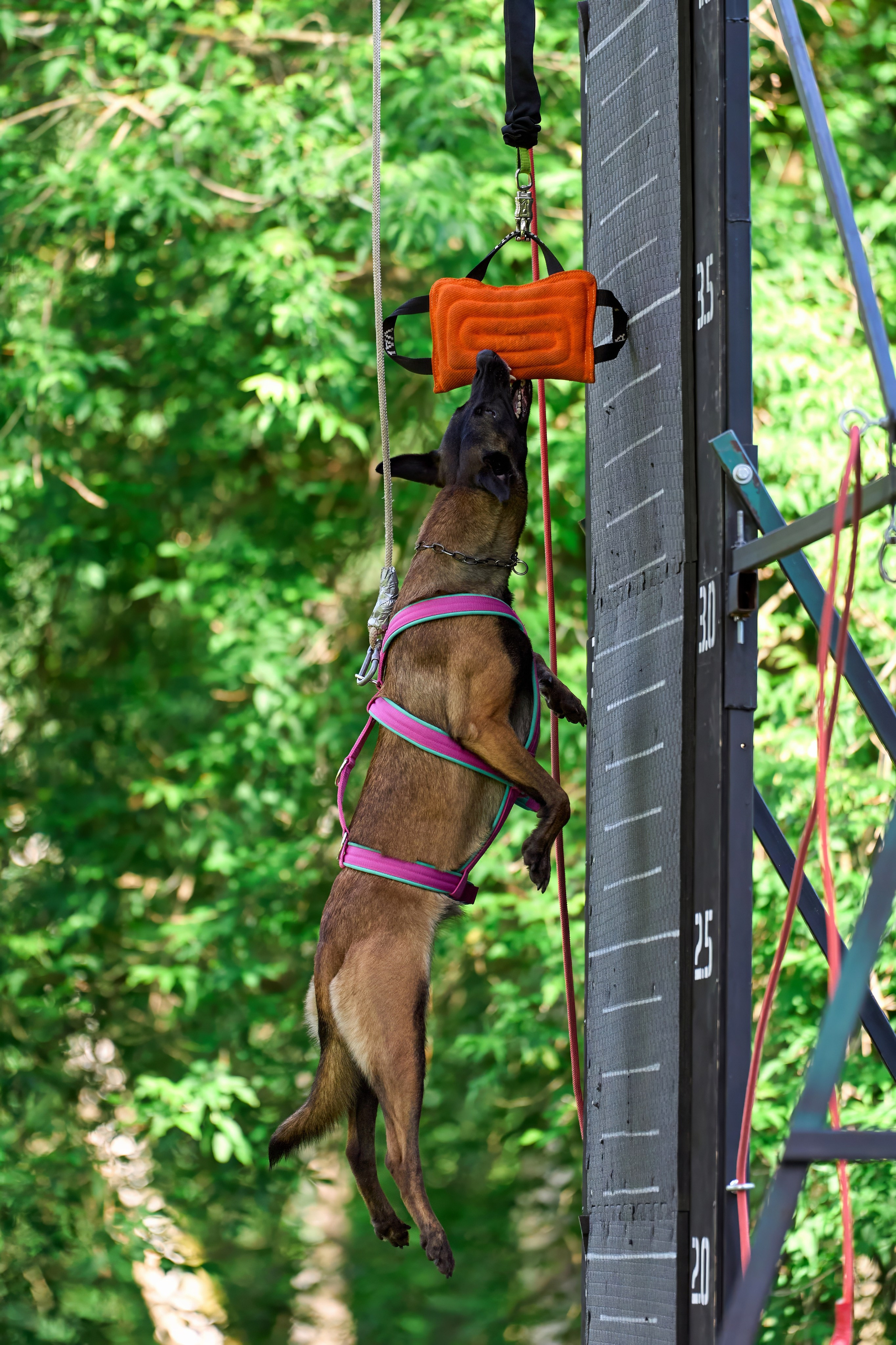 Двухдневные соревнования «Jump'n'Gym Fest — 2024». Фотограф-анималист Михаил Манухин