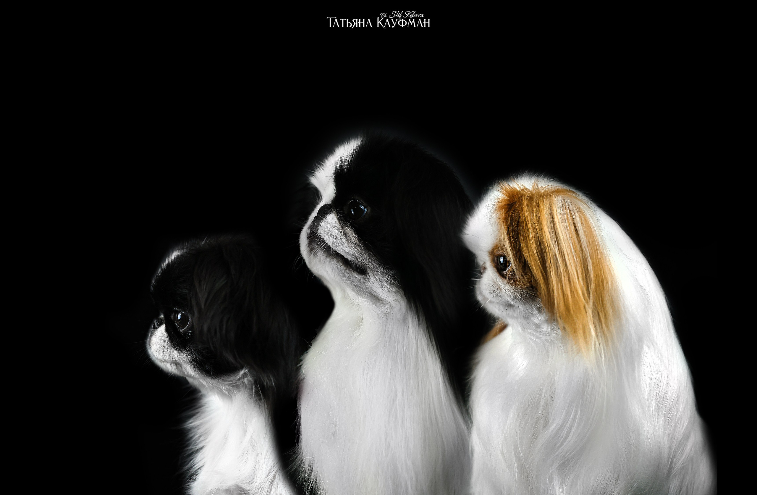 Японский хин, фотография японский хин, красивая собака, фотограф анималист, фотокурс Анималистика, научиться фотографировать собак, фотограф Новосибирск, фотостудия Скифки, студийная фотография